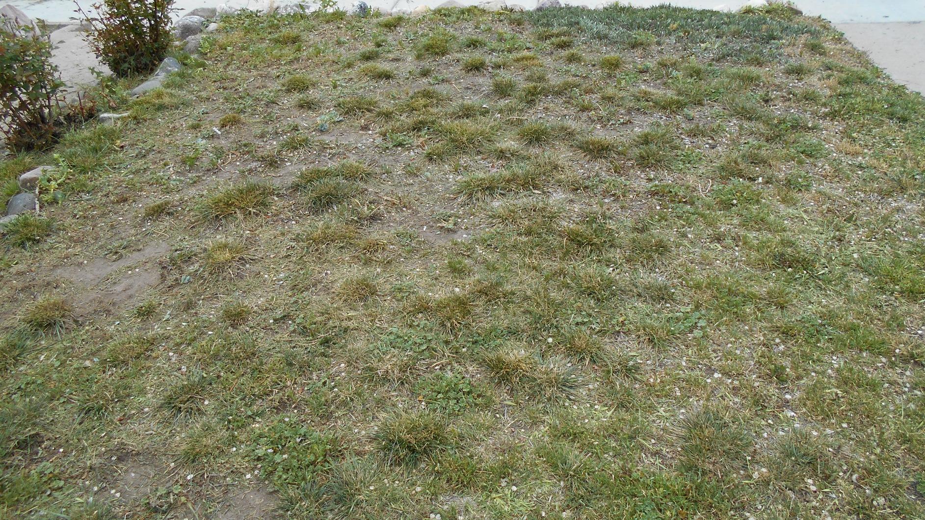 BLACK+DECKER Weed Eater, Lawn Edger and Cordless Lawn Mower 3 in 1 Combo, Includes Batteries, Charger, 12 Inch Battery Powered String Trimmer and Lawnmower, Adjustable Length and Height (MTC220) - Customer Photo 2