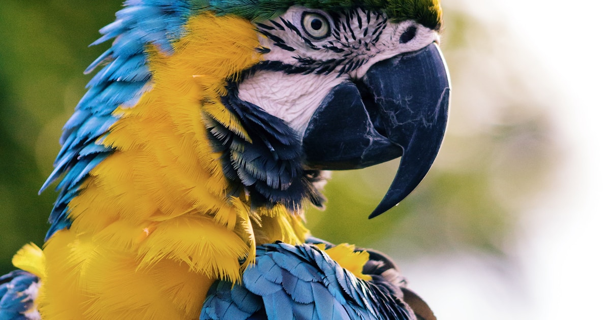 Best Bird Deterrent Devices: 10 Expert-Tested Solutions - webcomicsweekend