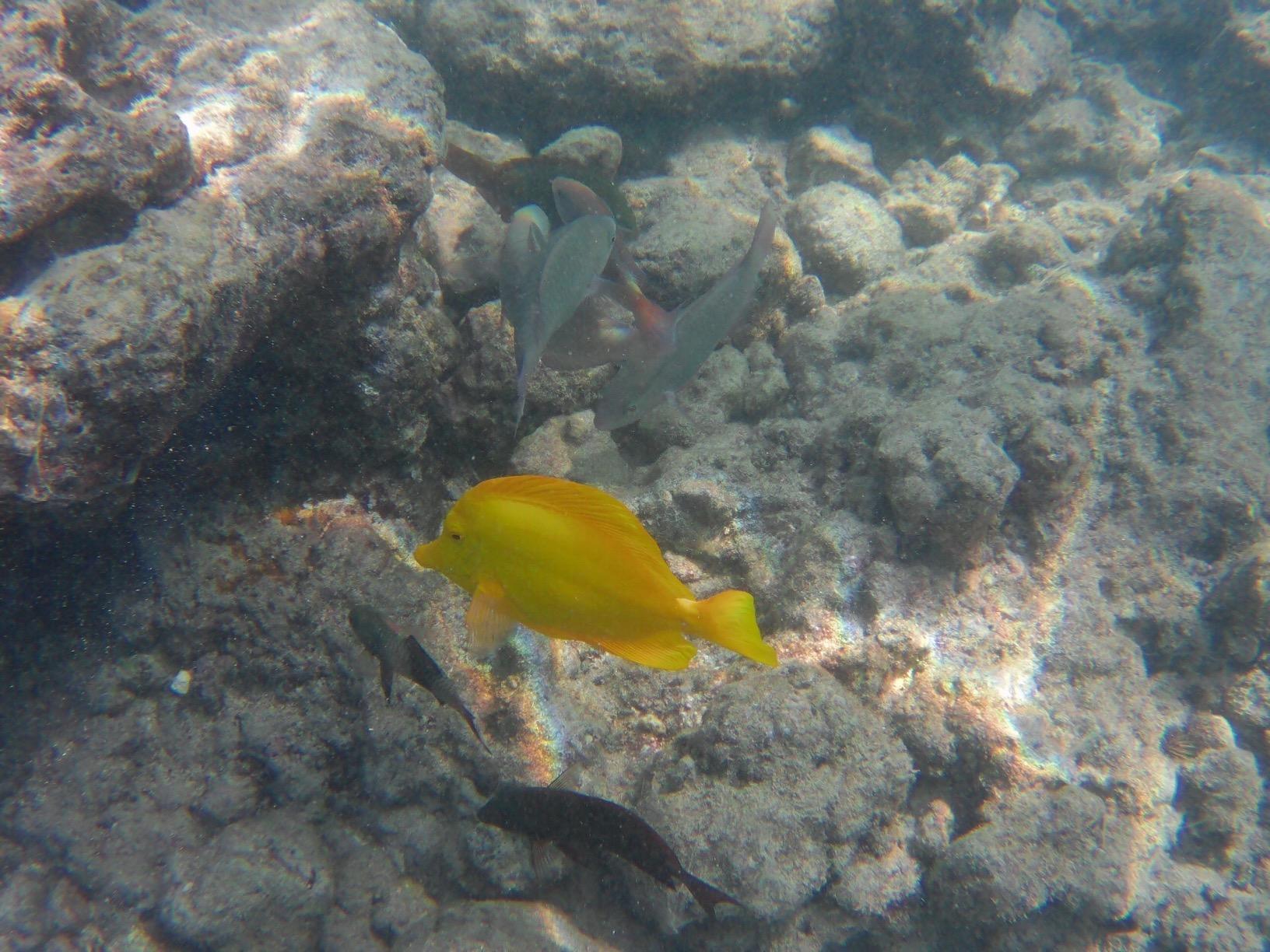 AKASO Brave 4 Action Camera 4K 30fps Ultra Hd Video 20MP Photo, EIS, WiFi Remote Control, 2X Batteries, Waterproof Underwater Camera for Snorkel, Travel, Motorcycle, Bicycle, Helmet Accessories Kit customer photo 1