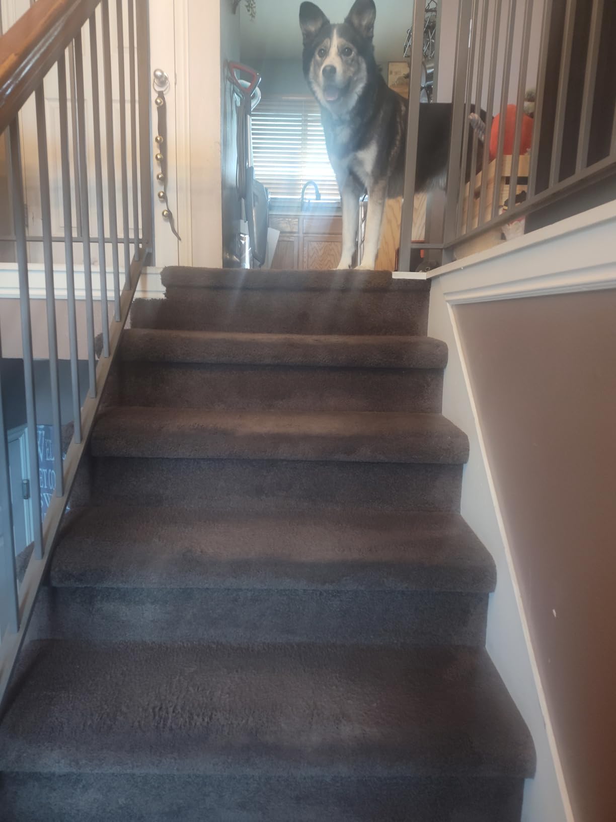 Bissell Pet Hair Eraser Cordless Hand Vacuum, Lithium Ion, Home, Auto, and Pet Vacuum, Easy-Empty Dirt Bin, Upholstery Tool, Brush Tool, and Crevice Tool Included, 2390A customer photo 1