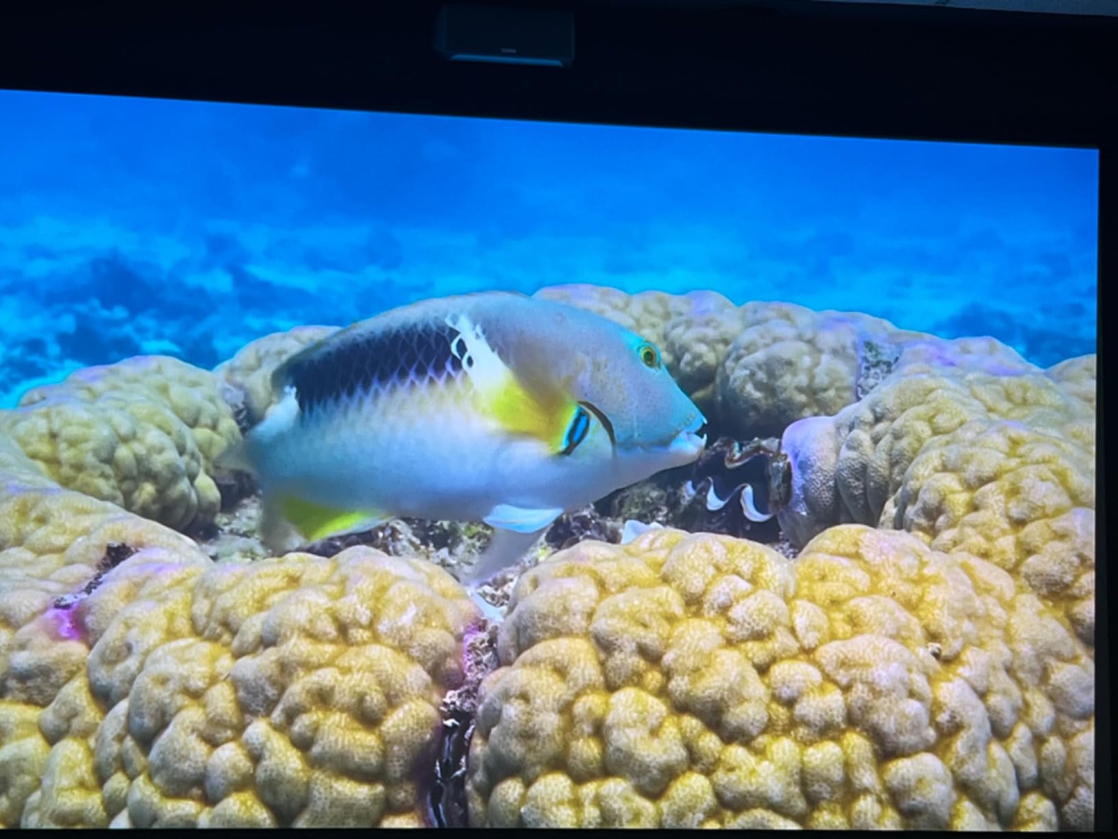 Epson Home Cinema 5050UB 4K PRO-UHD 3-Chip Projector with HDR, White customer photo 1