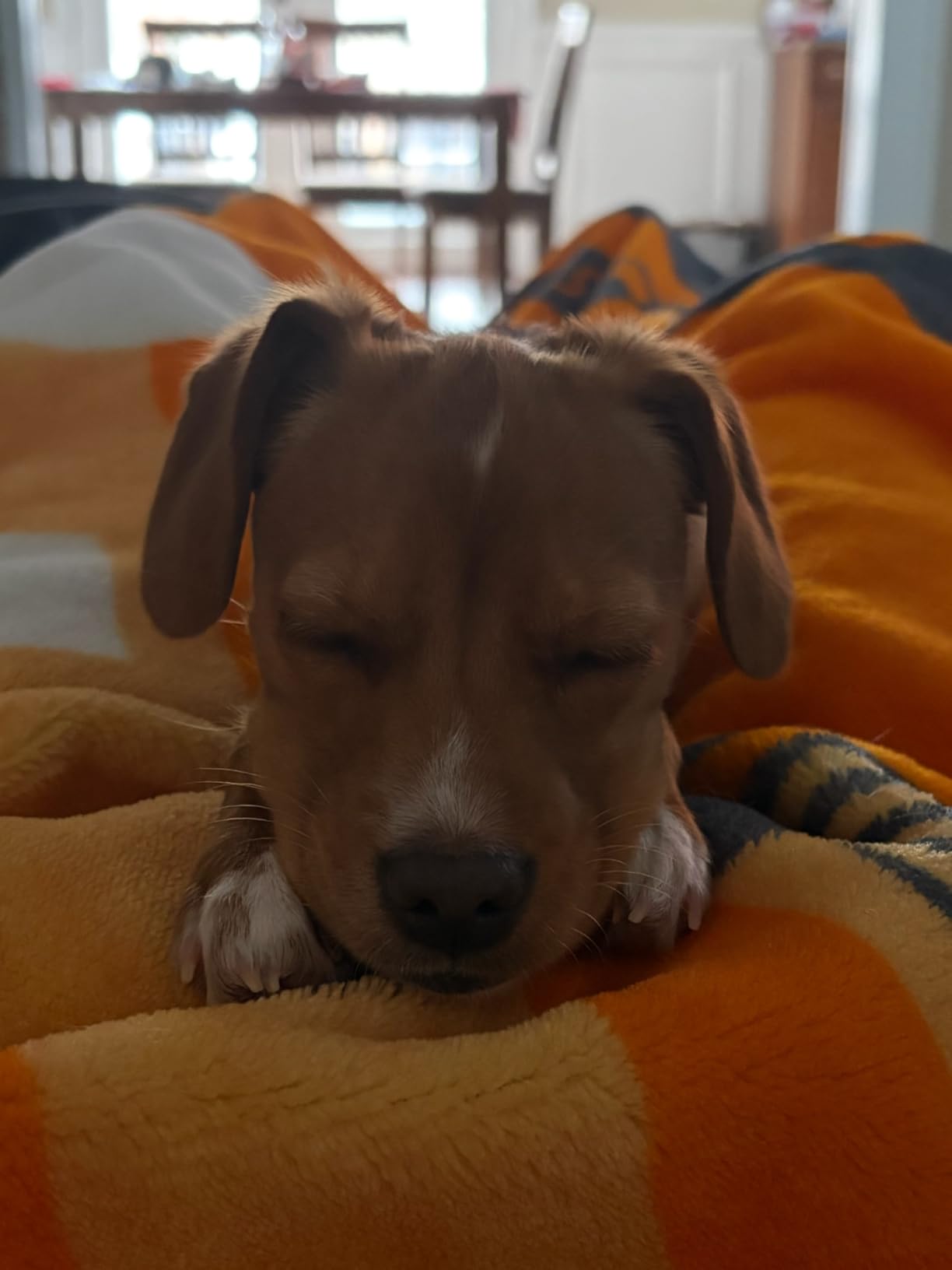 FRONTLINE Plus Flea and Tick Treatment for Small Dogs Upto 5 to 22 lbs. 3 Treatments customer photo 1