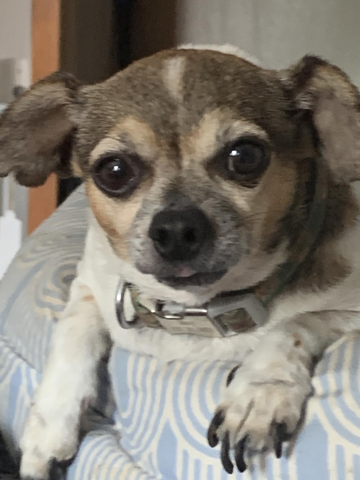 FRONTLINE Plus Flea and Tick Treatment for Small Dogs Upto 5 to 22 lbs. 3 Treatments customer photo 2