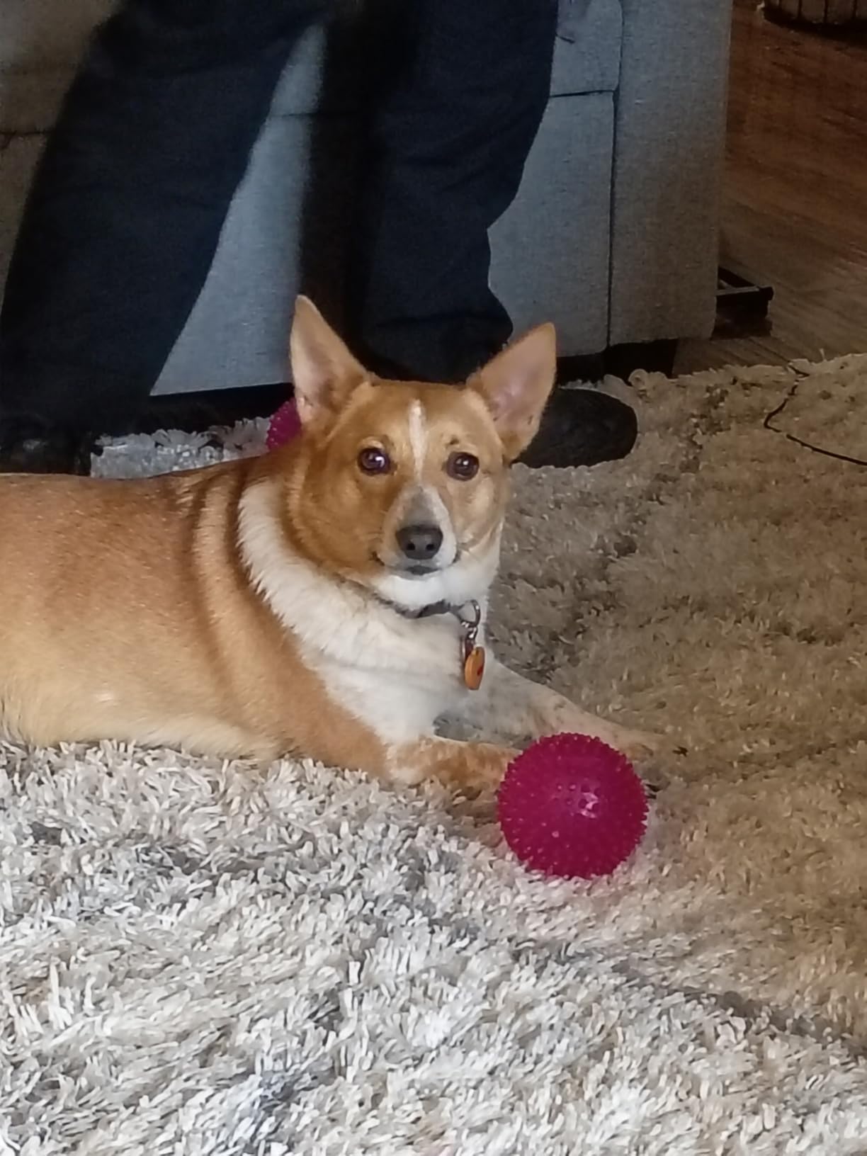 FRONTLINE Plus Flea and Tick Treatment for Medium Dogs Up to 23 to 44 lbs. 3 Treatments customer photo 2