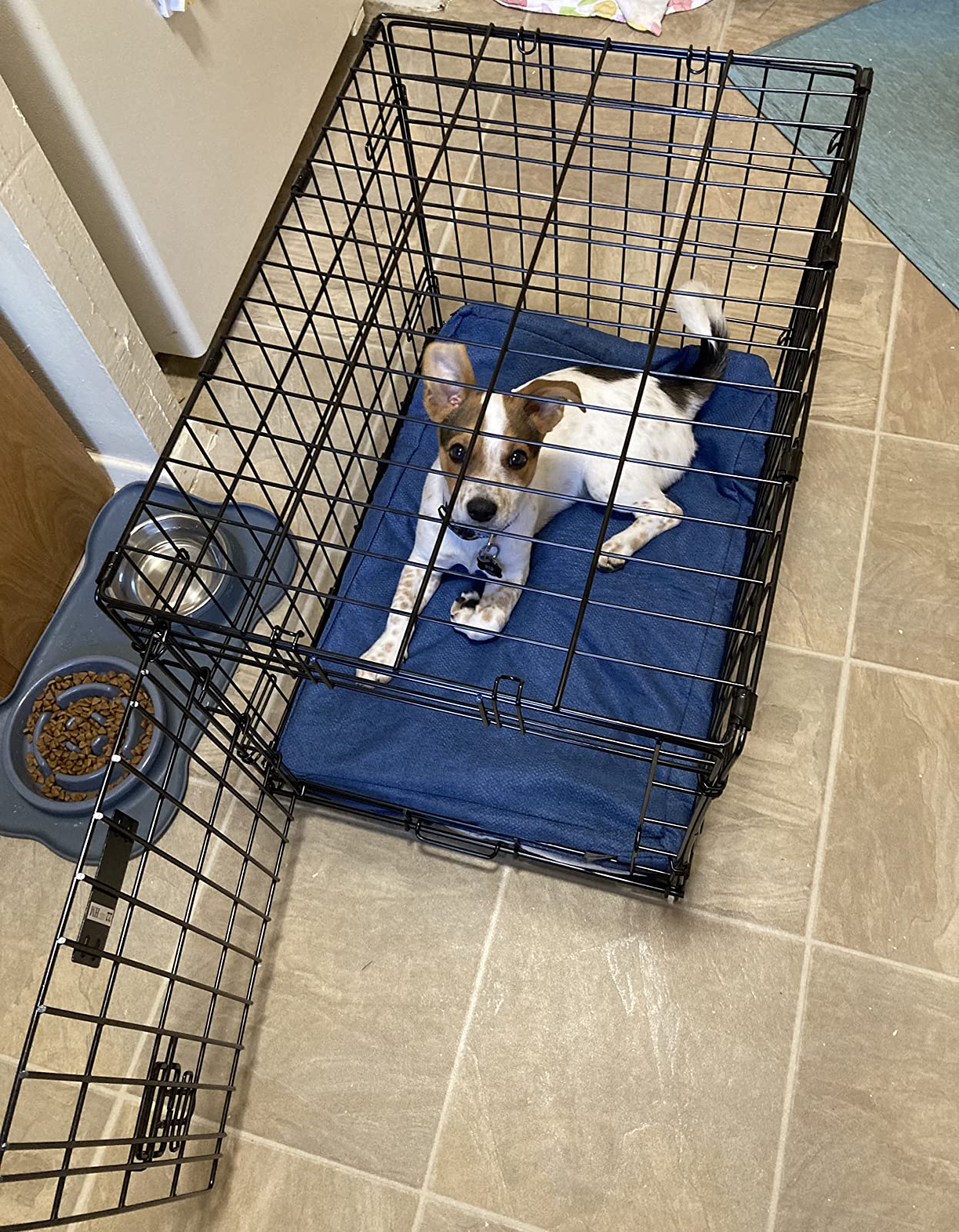 MidWest Homes for Pets 36-Inch LifeStages Crate for Medium-Large Breeds, 41-70 lbs, Single Door Folding Dog Crate with Divider Panel customer photo 1