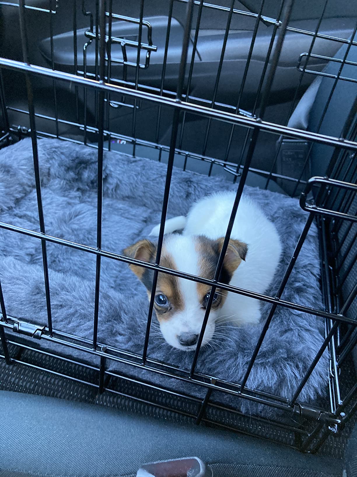 MidWest Homes for Pets 36-Inch LifeStages Crate for Medium-Large Breeds, 41-70 lbs, Single Door Folding Dog Crate with Divider Panel customer photo 2