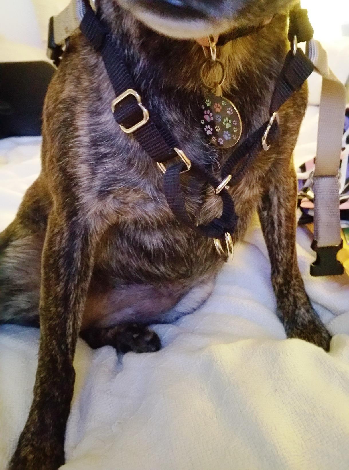 PetSafe Easy Walk Harness for Dogs - Pull-Free Walks - Patented Martingale Loop Design - Front Chest Leash Attachment - Adjustable Comfort Straps - Breathable Harness Design - Large, Black/Silver customer photo 2