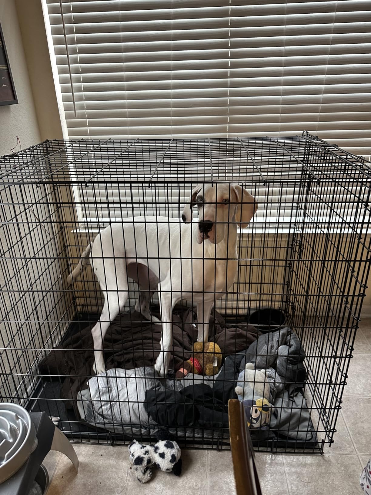 MidWest Homes for Pets 24-Inch iCrate for Small Breeds, 12-20 lbs, Single Door Folding Dog Crate with Divider Panel, Leak-Proof Tray & Secure Latch customer photo 1