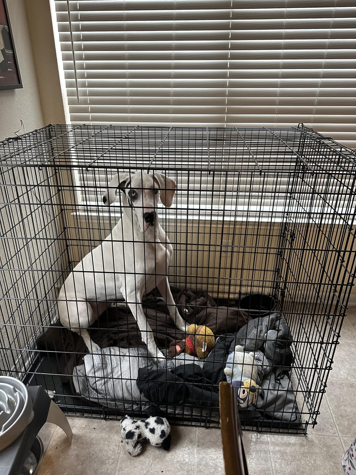 MidWest Homes for Pets 24-Inch iCrate for Small Breeds, 12-20 lbs, Single Door Folding Dog Crate with Divider Panel, Leak-Proof Tray & Secure Latch customer photo 2