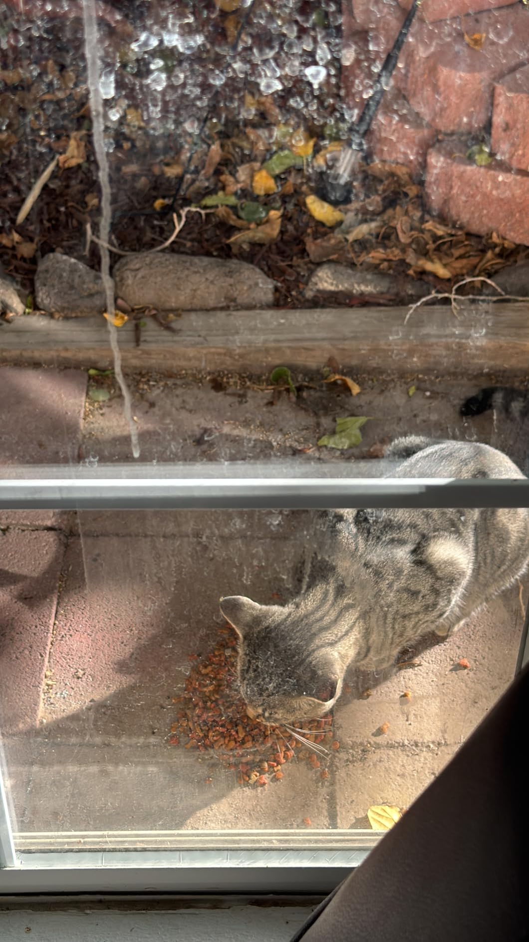 Meow Mix Indoor Health Dry Cat Food, 6.3 Pound Bag customer photo 2