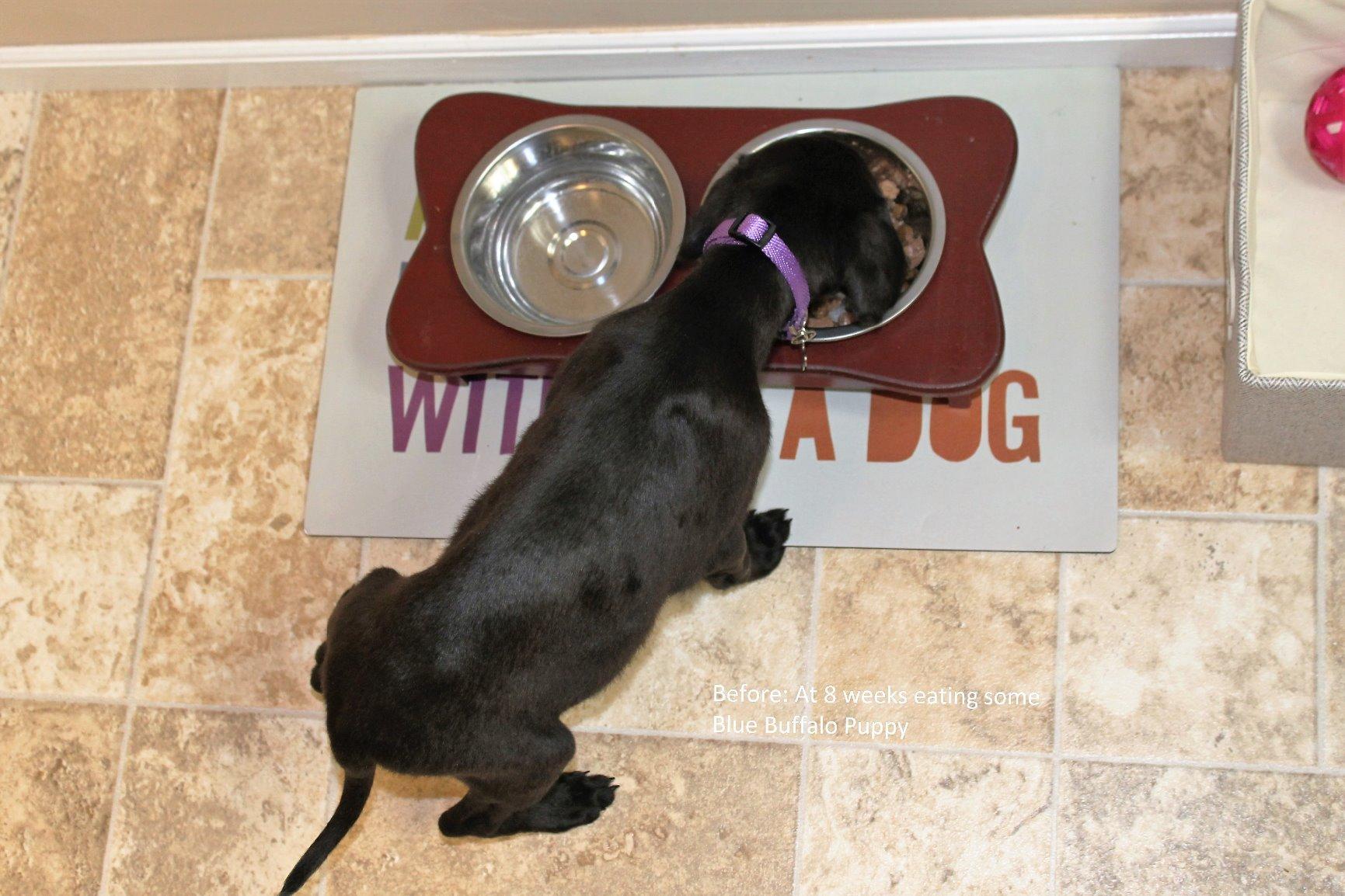 Blue Buffalo Life Protection Formula Large Breed Adult Dry Dog Food, Promotes Joint Health and Lean Muscles, Made with Natural Ingredients, Chicken & Brown Rice Recipe, 30-lb Bag customer photo 1