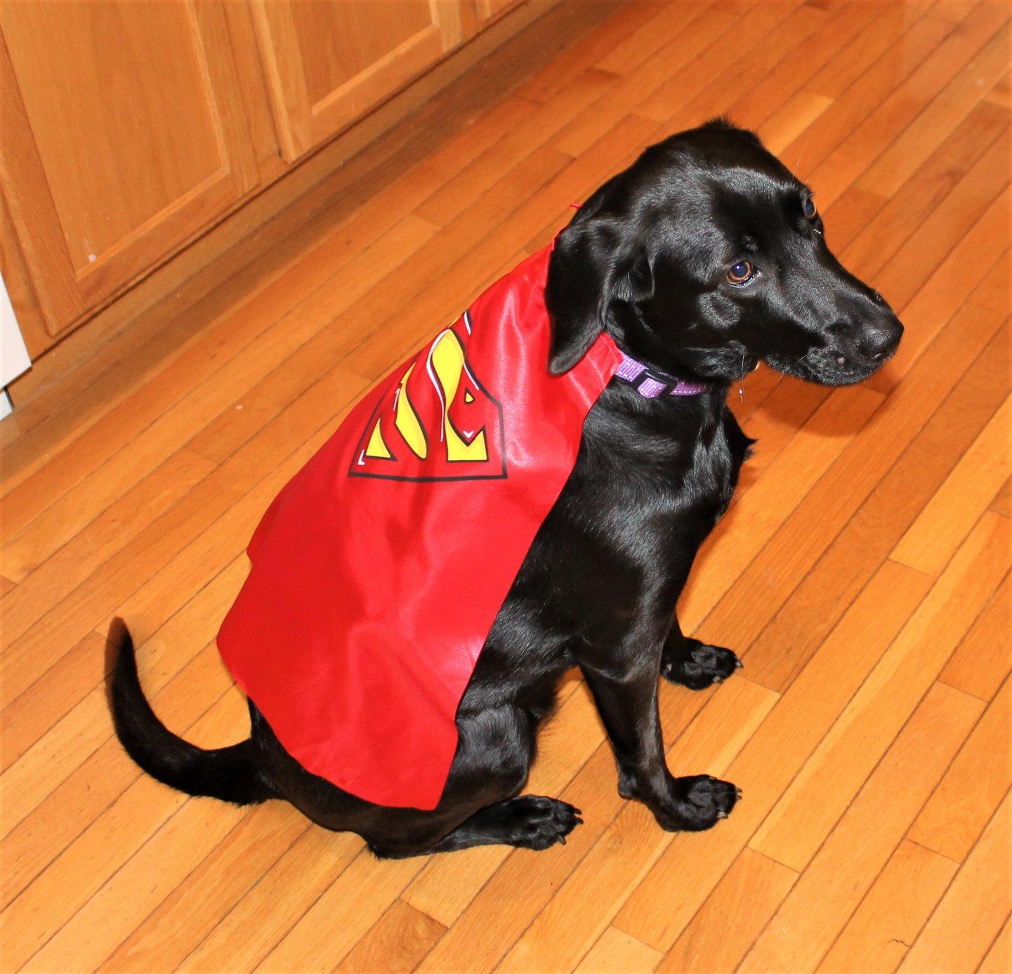 Blue Buffalo Life Protection Formula Large Breed Adult Dry Dog Food, Promotes Joint Health and Lean Muscles, Made with Natural Ingredients, Chicken & Brown Rice Recipe, 30-lb Bag customer photo 2