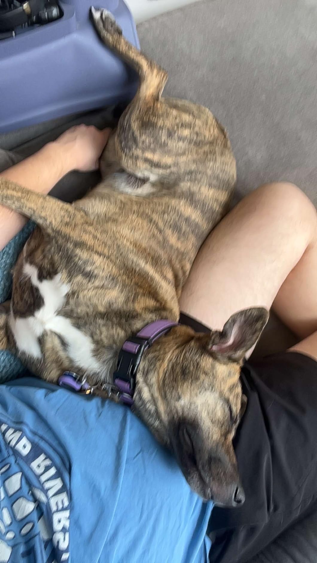 Purina Pro Plan Complete Essentials Shredded Blend Chicken and Rice Dog Food Dry Formula with Probiotics for Dogs - 35 lb. Bag customer photo 1