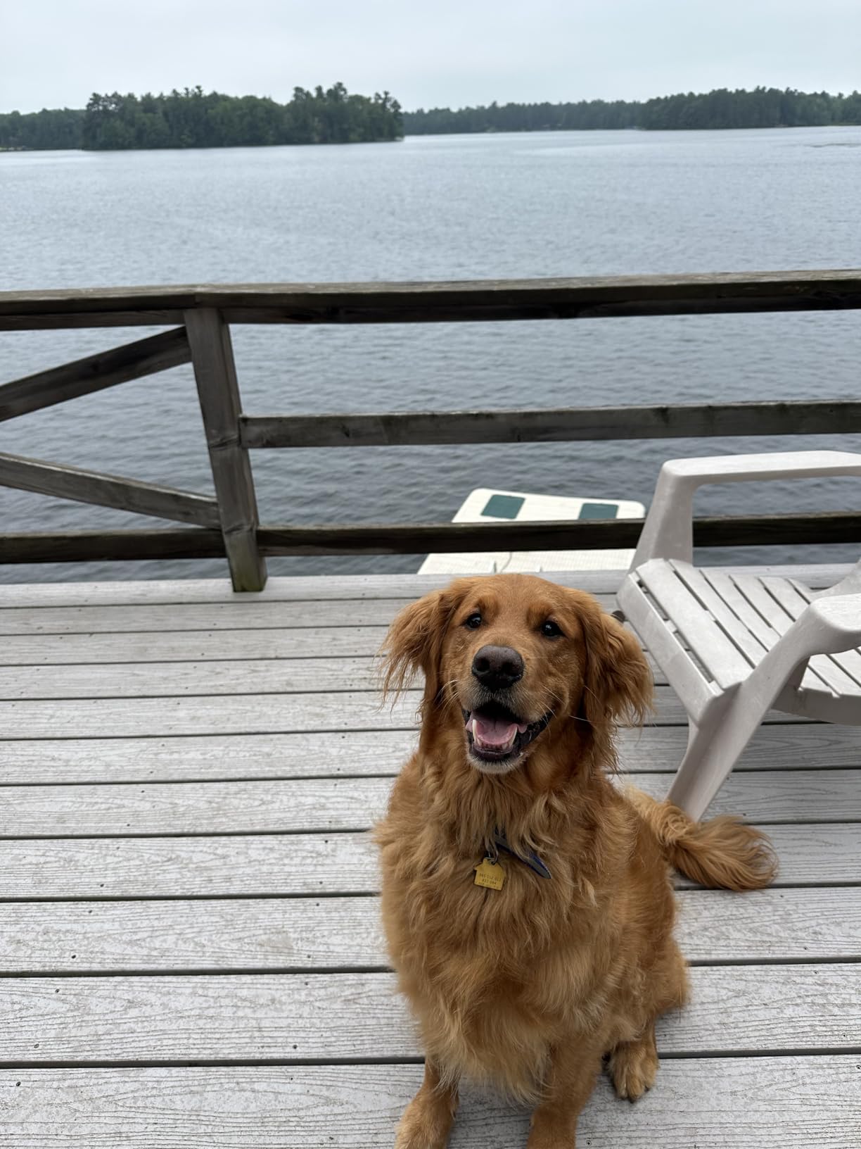 Purina Pro Plan Complete Essentials Shredded Blend Chicken and Rice Dog Food Dry Formula with Probiotics for Dogs - 35 lb. Bag customer photo 2