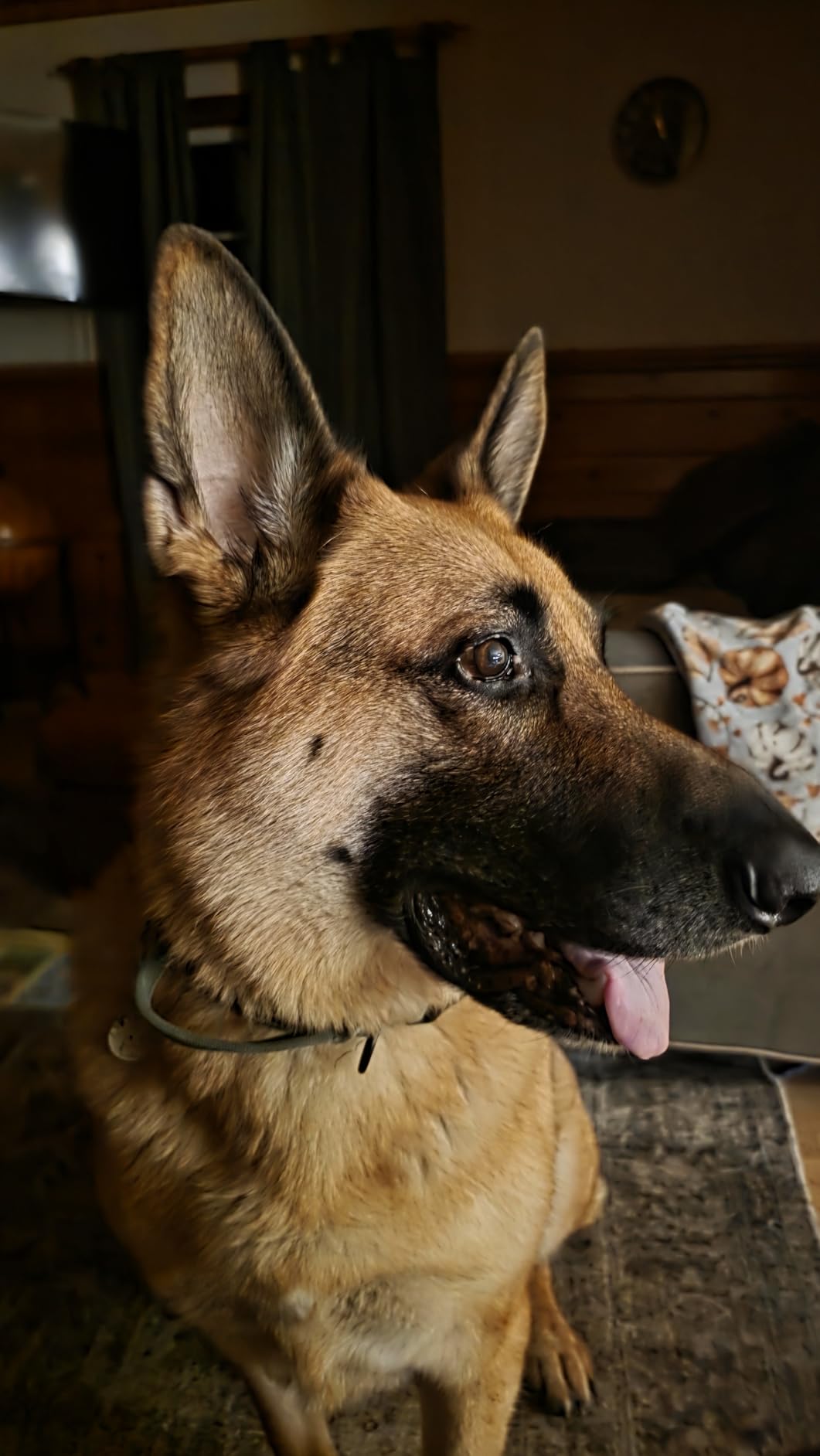 Purina Pro Plan High Protein, Digestive Health Large Breed Dog Food Dry, Chicken and Rice Formula - 34 lb. Bag customer photo 1