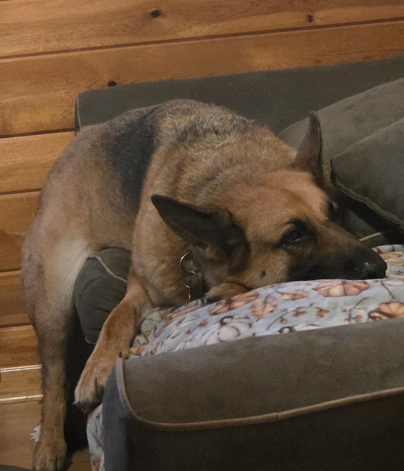 Purina Pro Plan High Protein, Digestive Health Large Breed Dog Food Dry, Chicken and Rice Formula - 34 lb. Bag customer photo 2