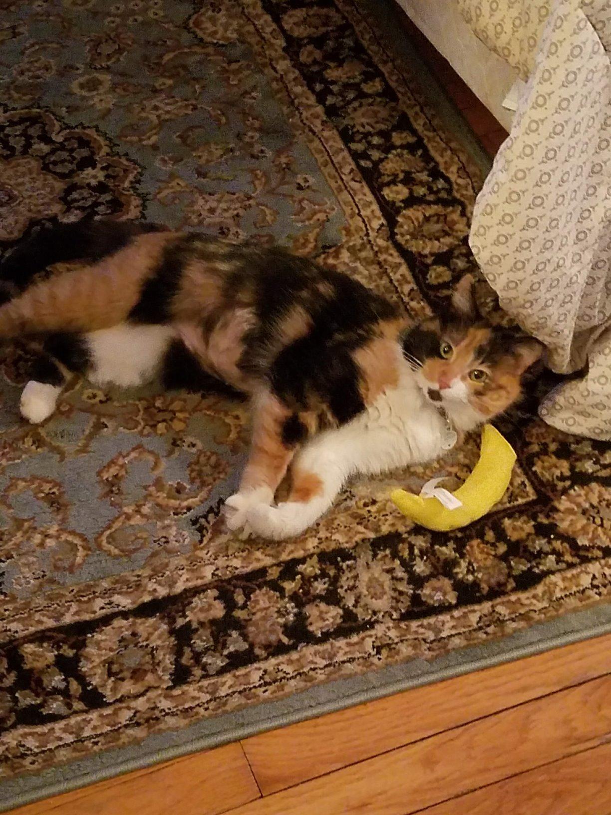 Hill's Science Diet Indoor, Adult 1-6, Easy Litter Box Cleanup, Dry Cat Food, Chicken Recipe, 7 lb Bag customer photo 2