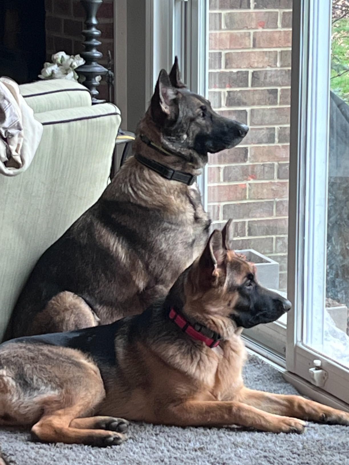 Purina Pro Plan Joint Health for Dogs, Large Breed Dog Food Dry, Shredded Blend Chicken & Rice Formula - 34 lb. Bag customer photo 1