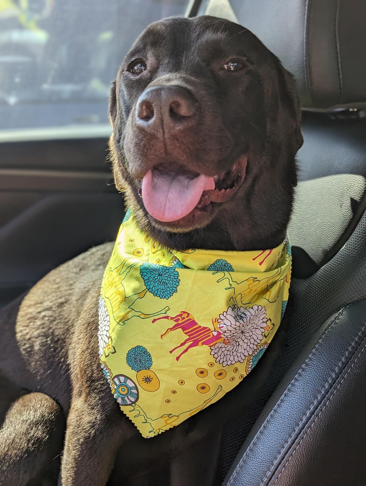 Purina Pro Plan Joint Health for Dogs, Large Breed Dog Food Dry, Shredded Blend Chicken & Rice Formula - 34 lb. Bag customer photo 2