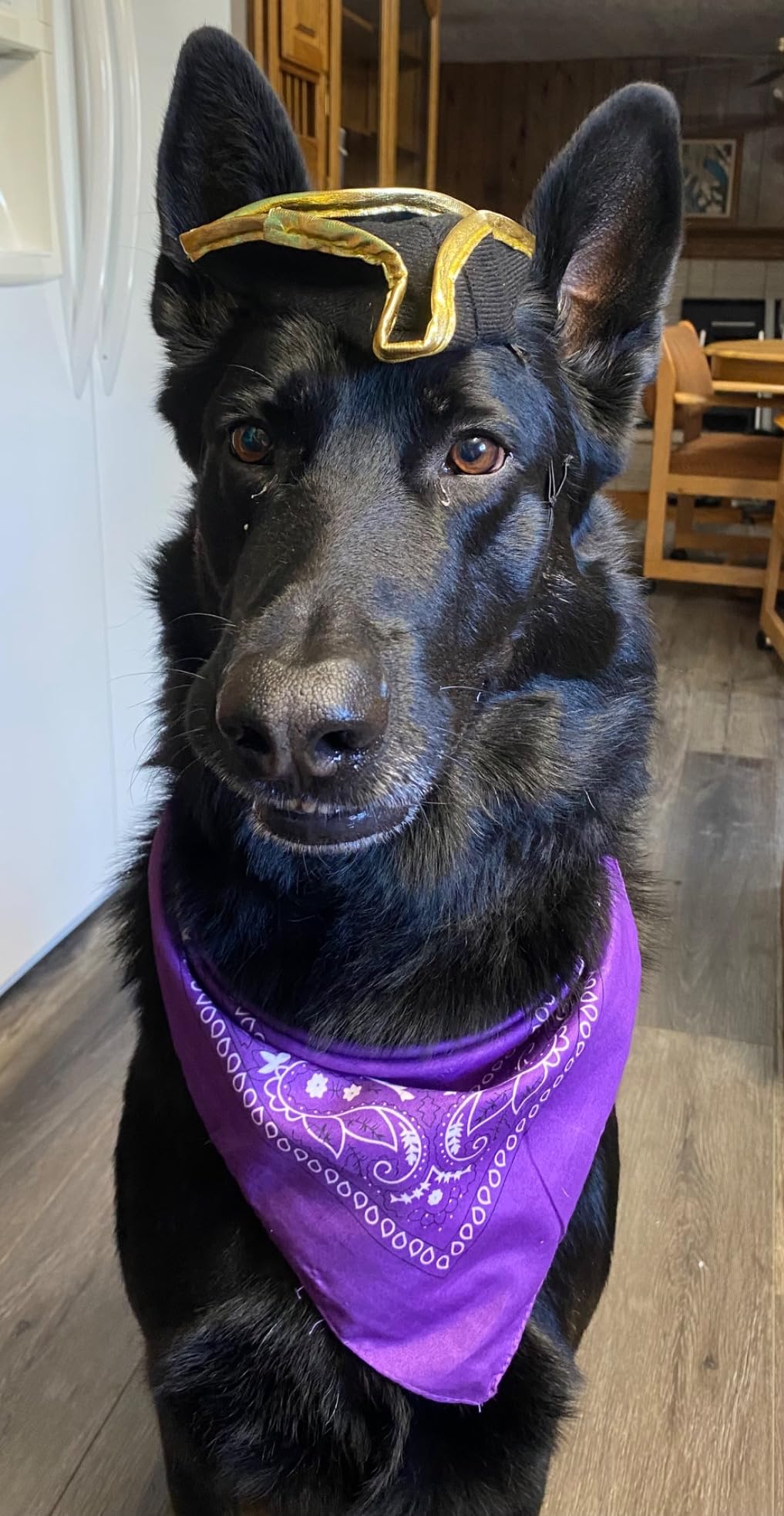 Hill's Science Diet Large Breed Senior Dry Dog Food Adult 6+, Quality Protein for Joint Support & Lean Muscles, Chicken Recipe, 33 lb. Bag customer photo 1