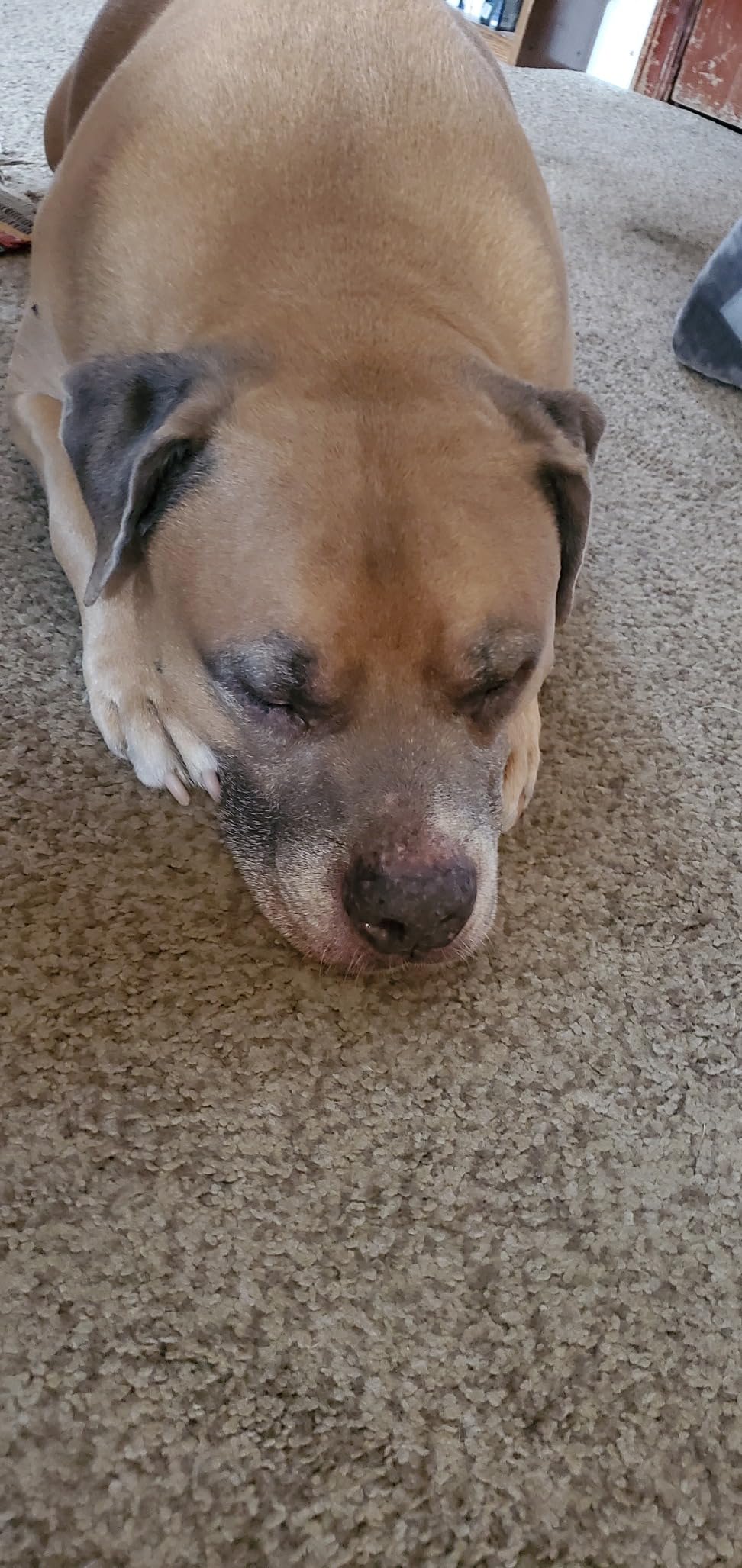 Hill's Science Diet Large Breed Senior Dry Dog Food Adult 6+, Quality Protein for Joint Support & Lean Muscles, Chicken Recipe, 33 lb. Bag customer photo 2