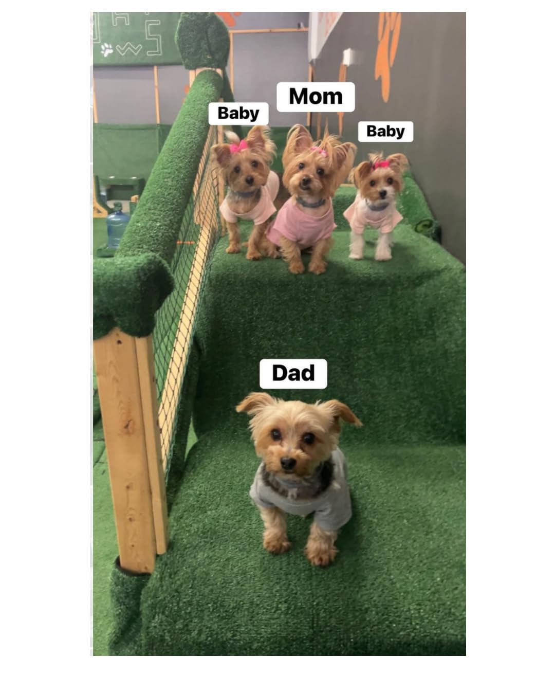 Seresto Small Dog Vet-Recommended Flea & Tick Treatment & Prevention Collar for Dogs Under 18 lbs. | 8 Months Protection customer photo 1