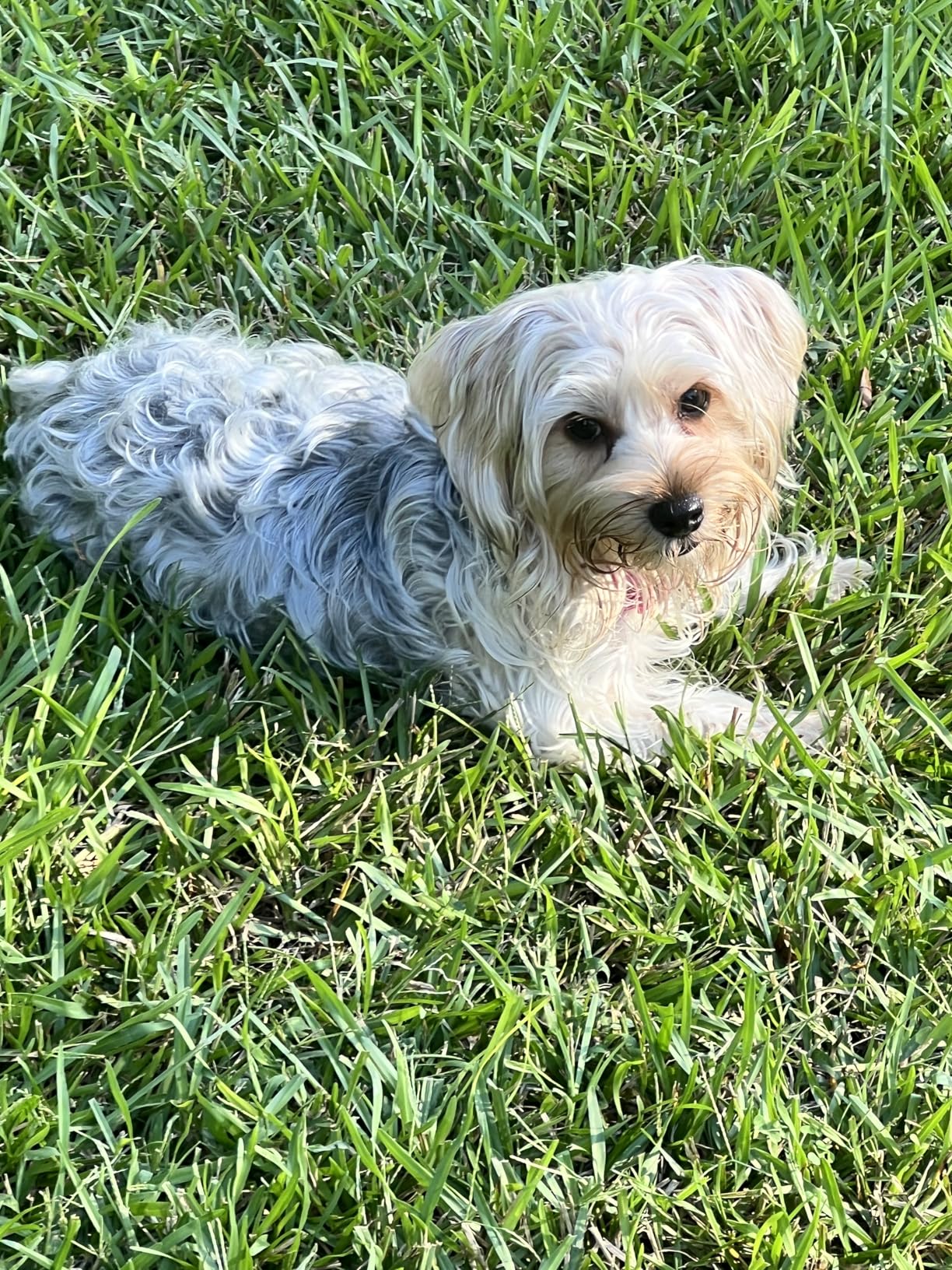 Seresto Small Dog Vet-Recommended Flea & Tick Treatment & Prevention Collar for Dogs Under 18 lbs. | 8 Months Protection customer photo 2