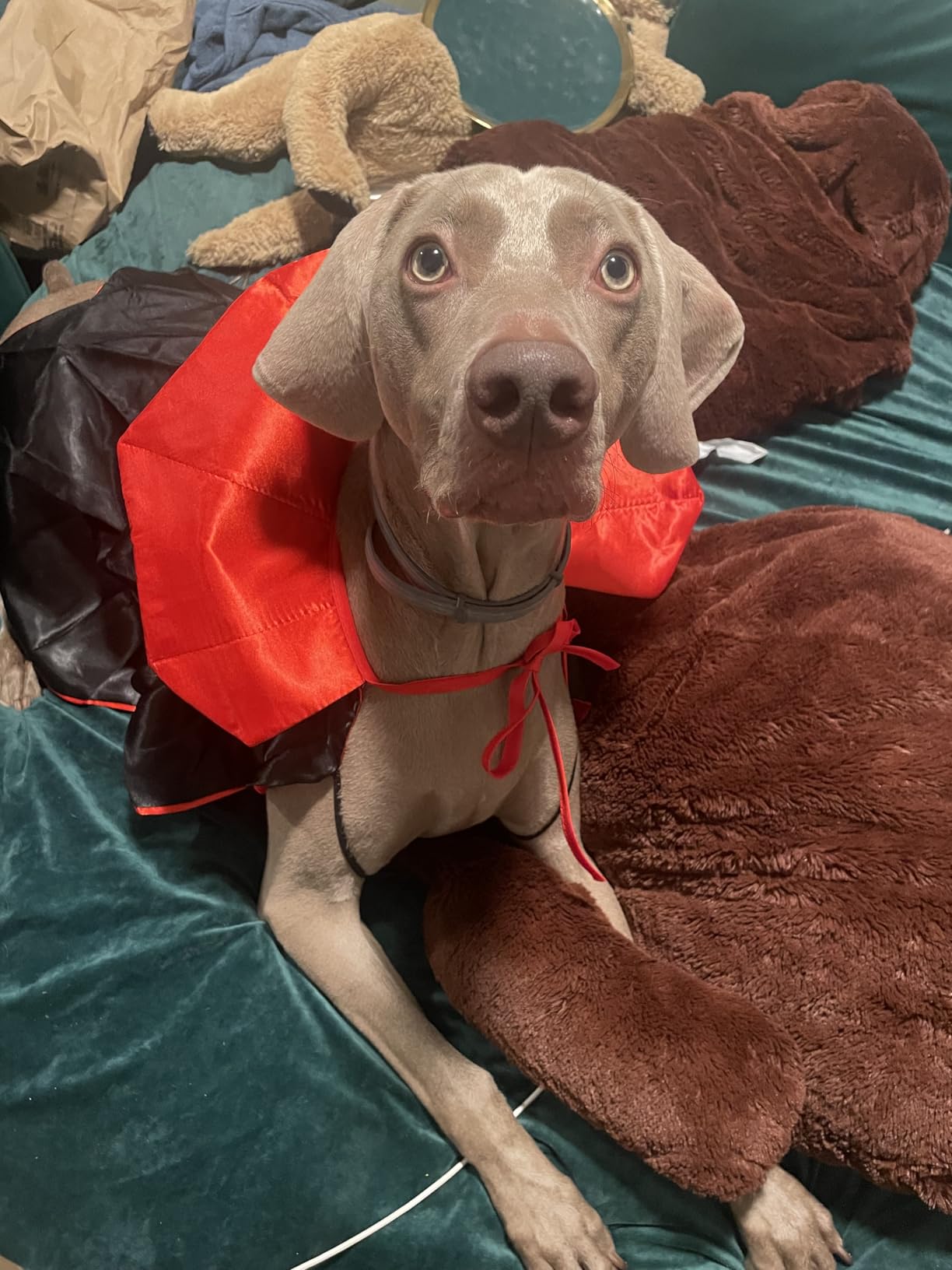 Seresto Flea & Tick Collar For Dogs Over 18 lbs., Treatment & Prevention, Vet-Recommend, 8 Month Protection customer photo 2