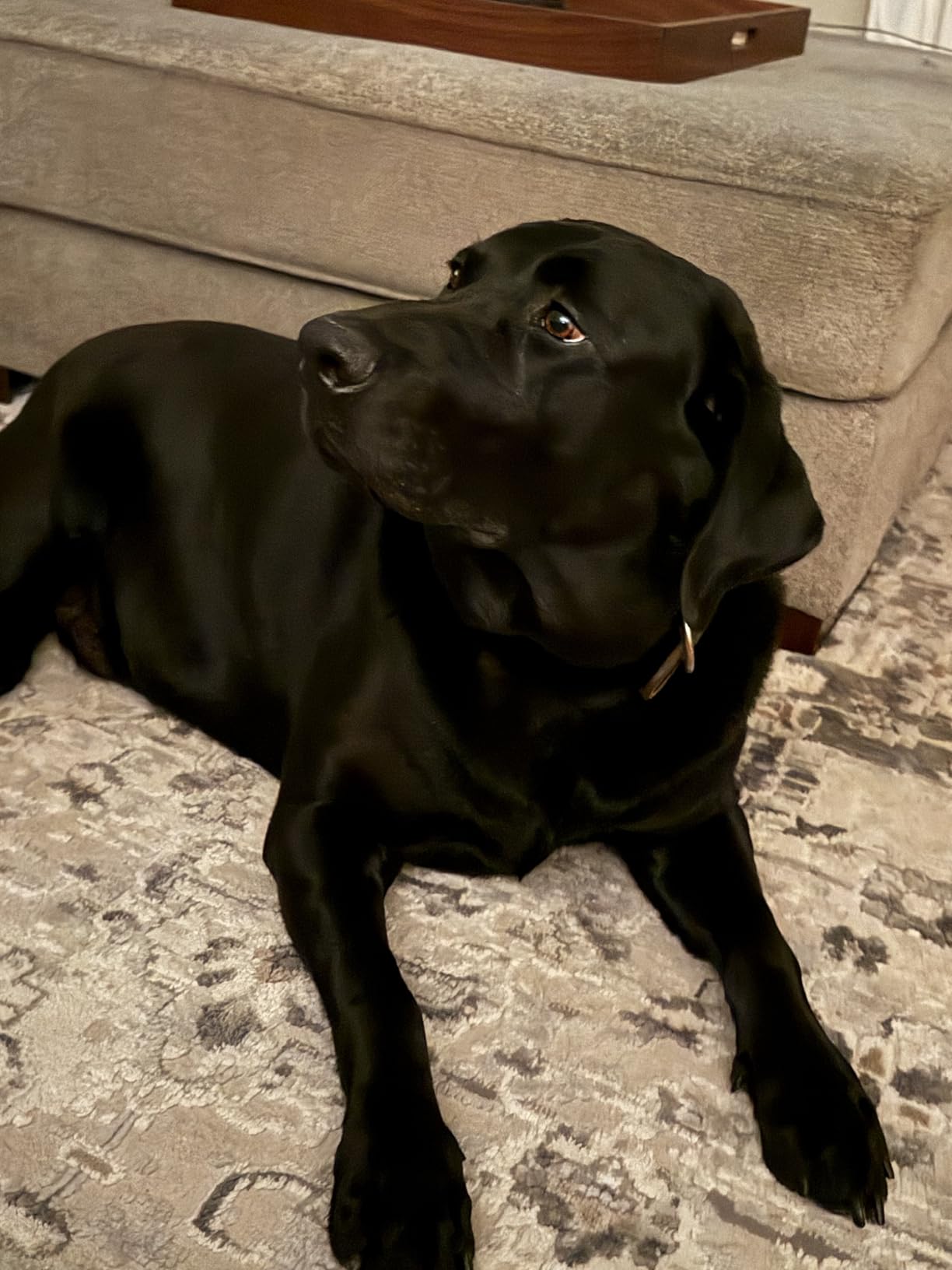 IAMS Proactive Health Large Breed Dry Dog Food, Adult Dry Dog Food for Large Breeds, Chicken, 30 lb. Bag customer photo 1