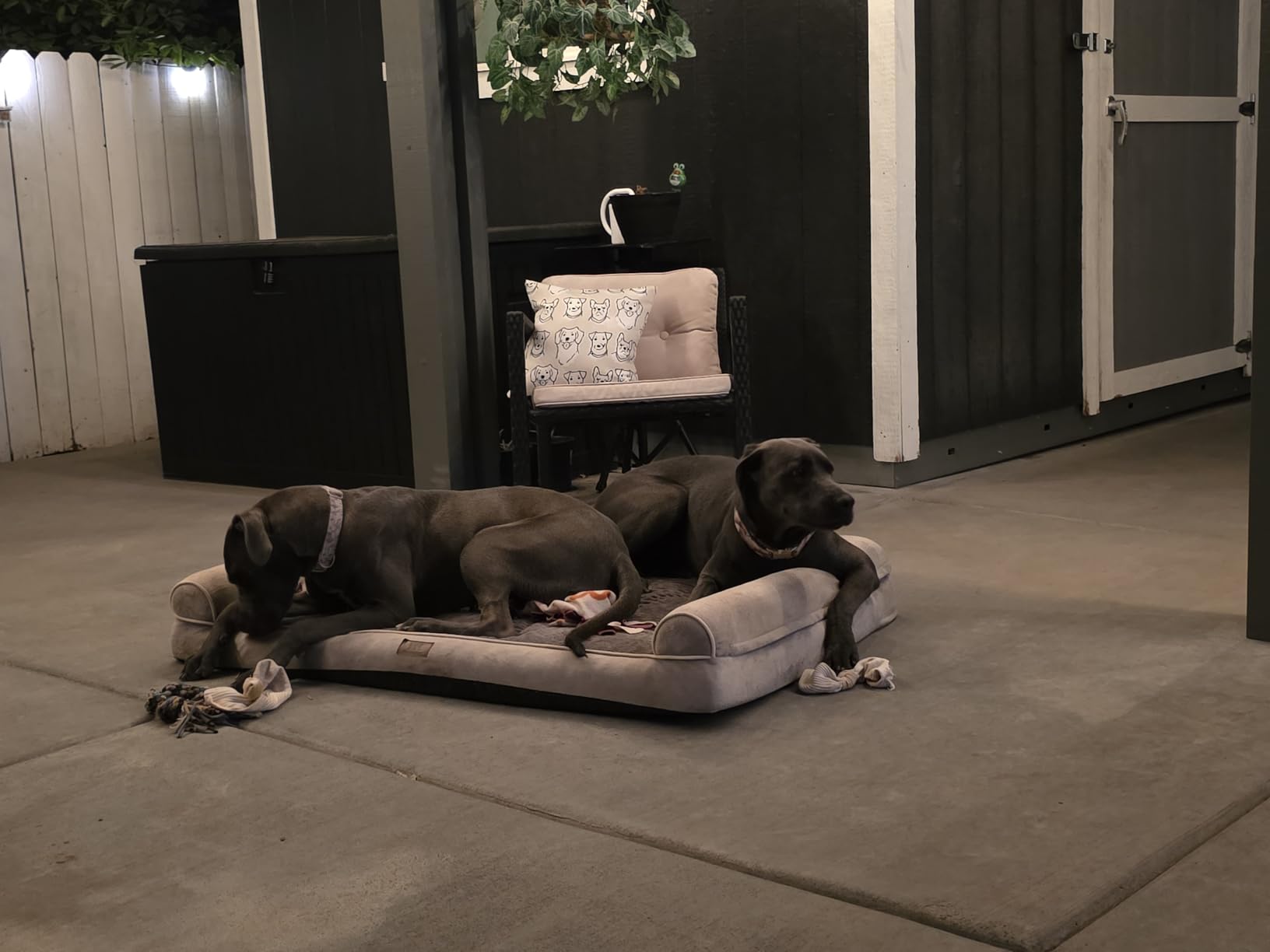 IAMS Proactive Health Large Breed Dry Dog Food, Adult Dry Dog Food for Large Breeds, Chicken, 30 lb. Bag customer photo 2