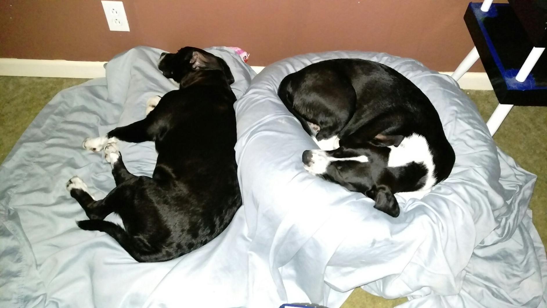 Wellness CORE Dry Dog Food, Large Breed, Grain-Free, High Protein, Natural, Original Chicken & Turkey Recipe, (26-Pound Bag) customer photo 2