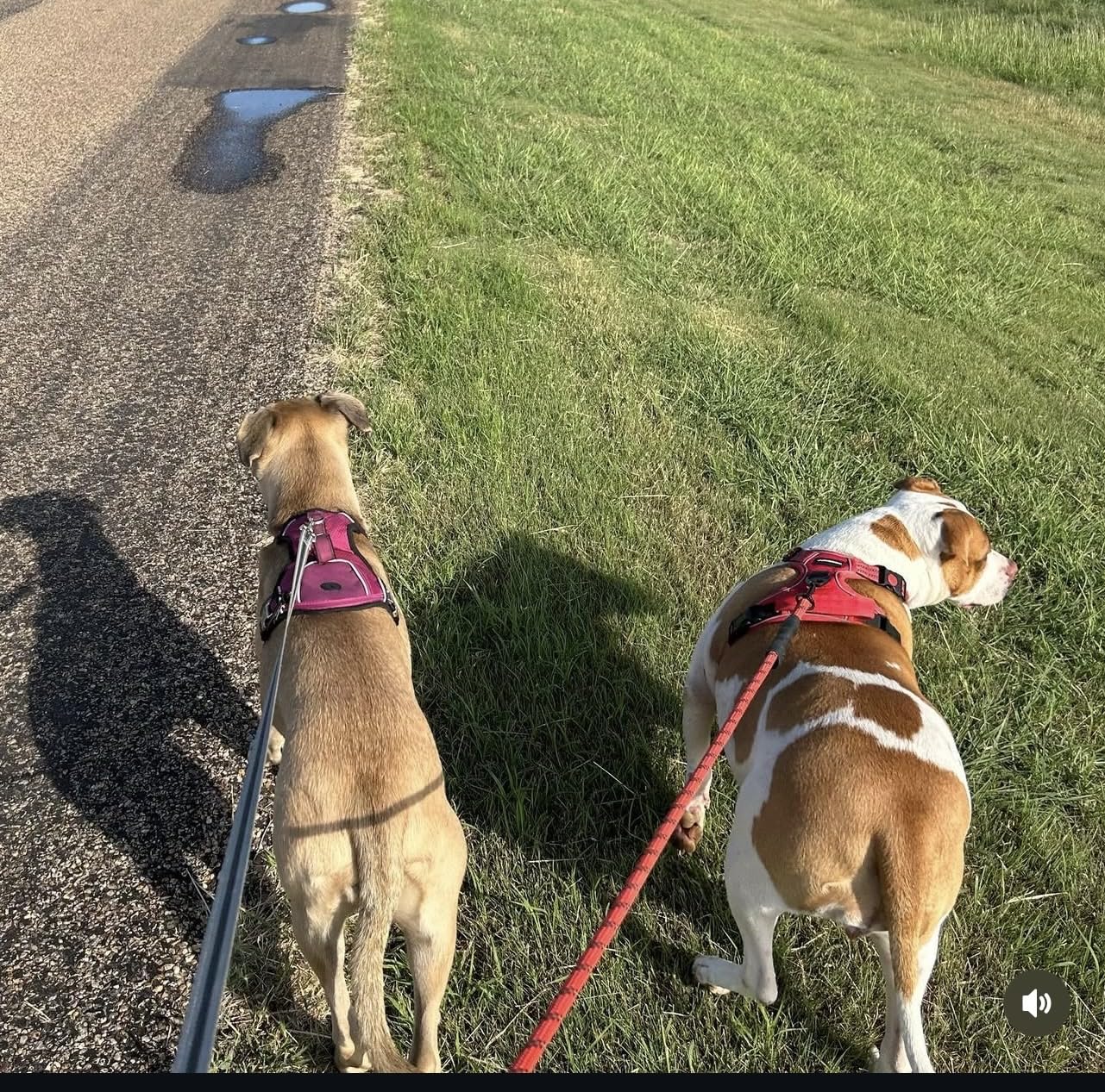 K9 Advantix II XL Dog Vet-Recommended Flea, Tick & Mosquito Treatment & Prevention | Dogs Over 55 lbs. | 2-Mo Supply customer photo 2