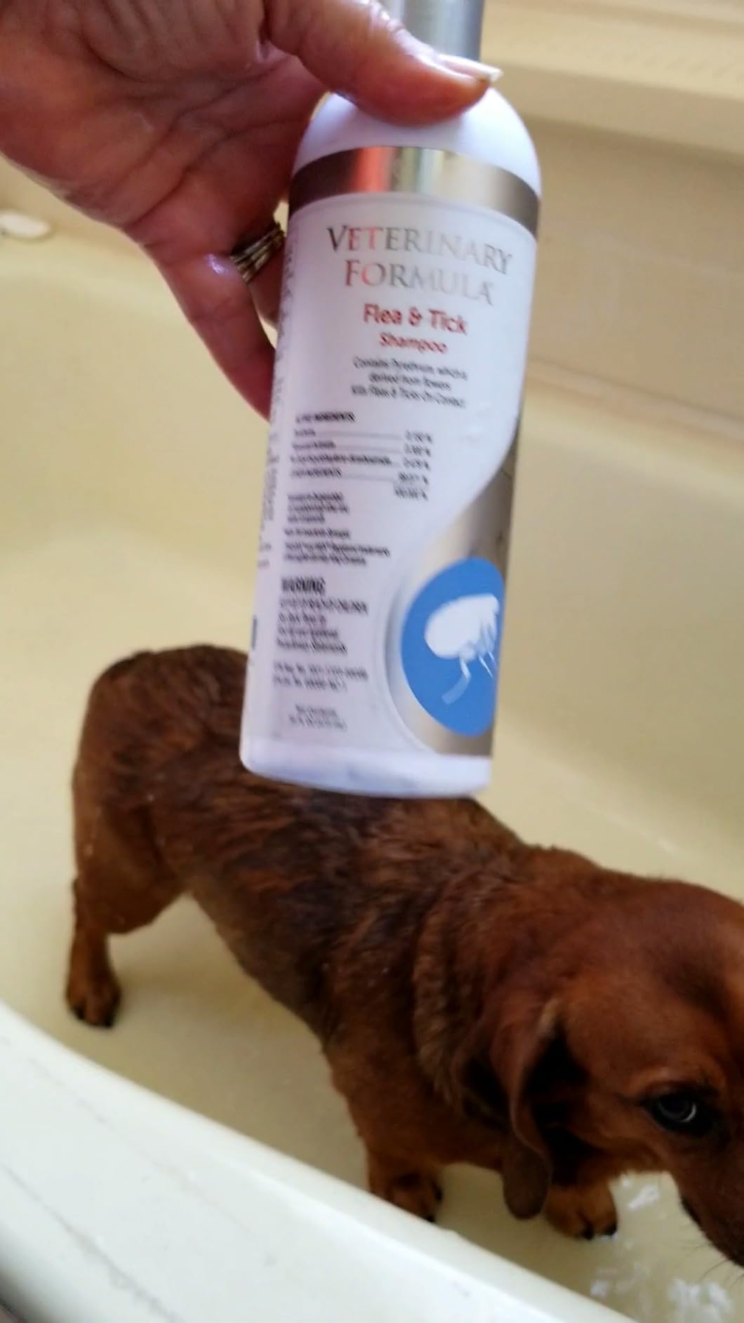 Veterinary Formula Flea and Tick Spray for Dogs, 8 oz - Easy-to-Use Dog Flea Spray, Kills on Contact, Prevents Egg & Larval Development for 14 weeks customer photo 1