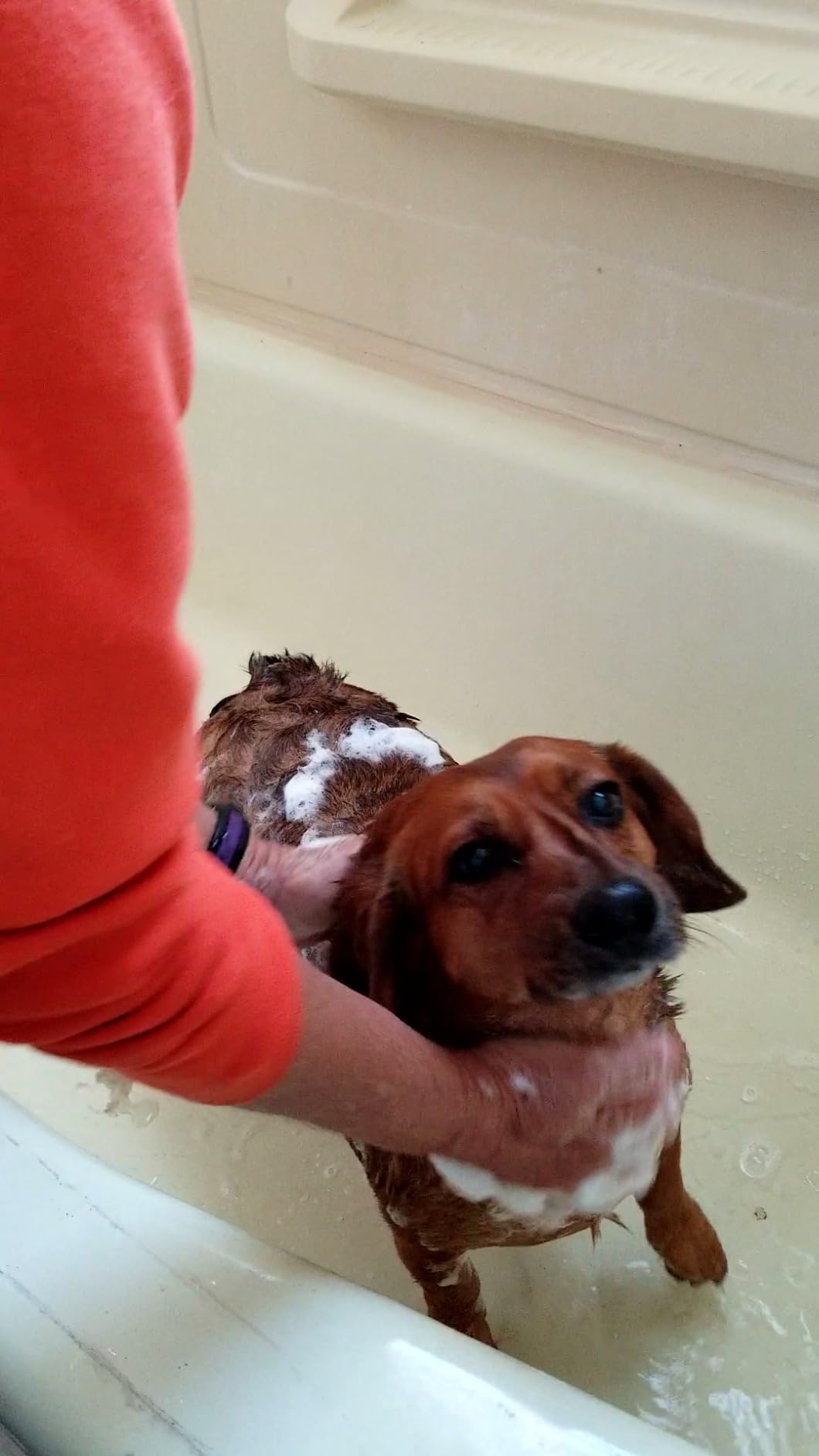 Veterinary Formula Flea and Tick Spray for Dogs, 8 oz - Easy-to-Use Dog Flea Spray, Kills on Contact, Prevents Egg & Larval Development for 14 weeks customer photo 2