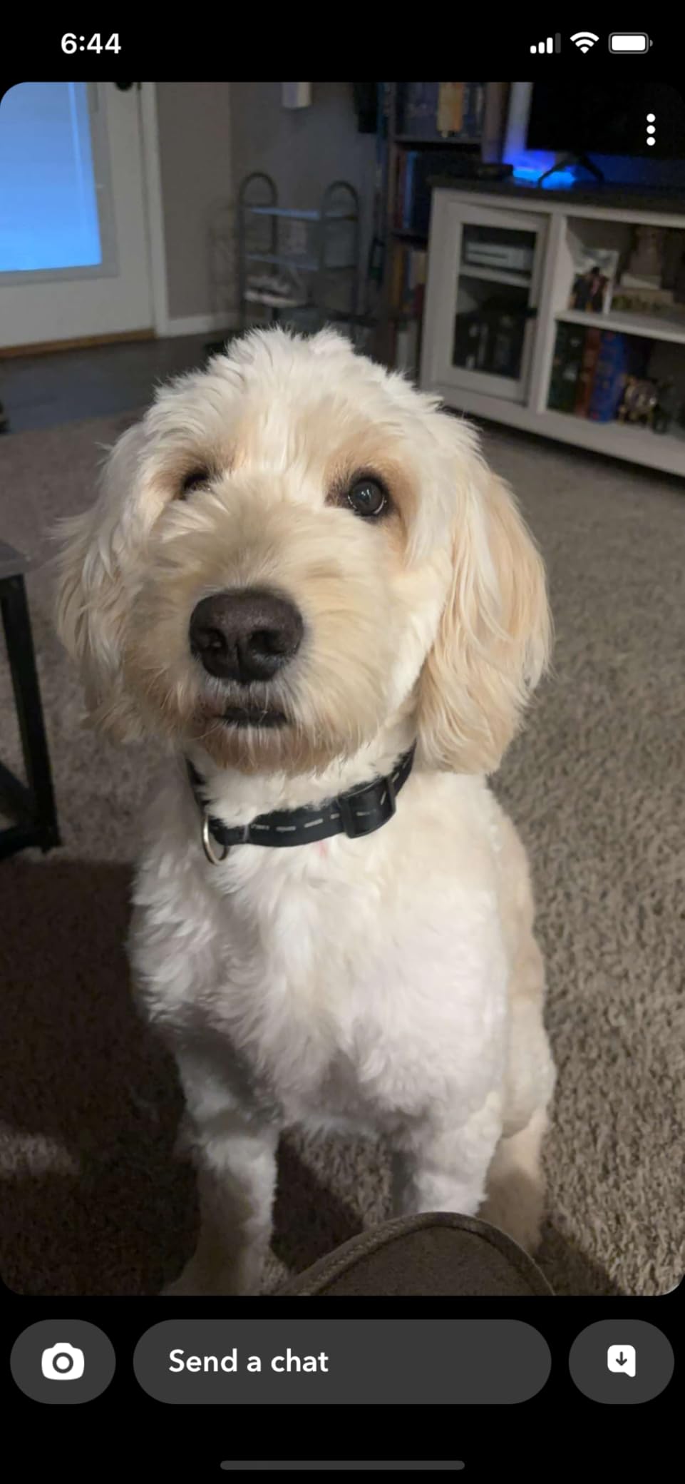 K9 Advantix II Large Dog Vet-Recommended Flea, Tick & Mosquito Treatment & Prevention | Dogs 21-55 lbs. | 2-Mo Supply customer photo 1