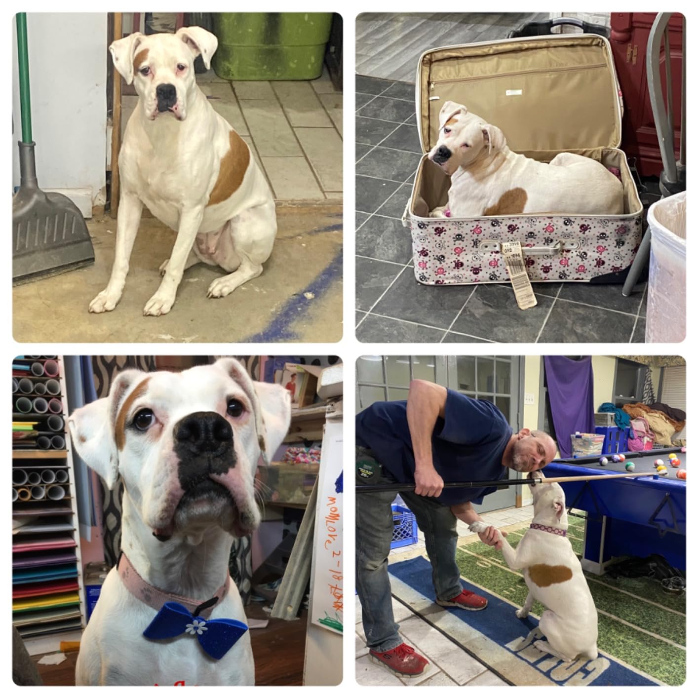 K9 Advantix II Large Dog Vet-Recommended Flea, Tick & Mosquito Treatment & Prevention | Dogs 21-55 lbs. | 2-Mo Supply customer photo 2