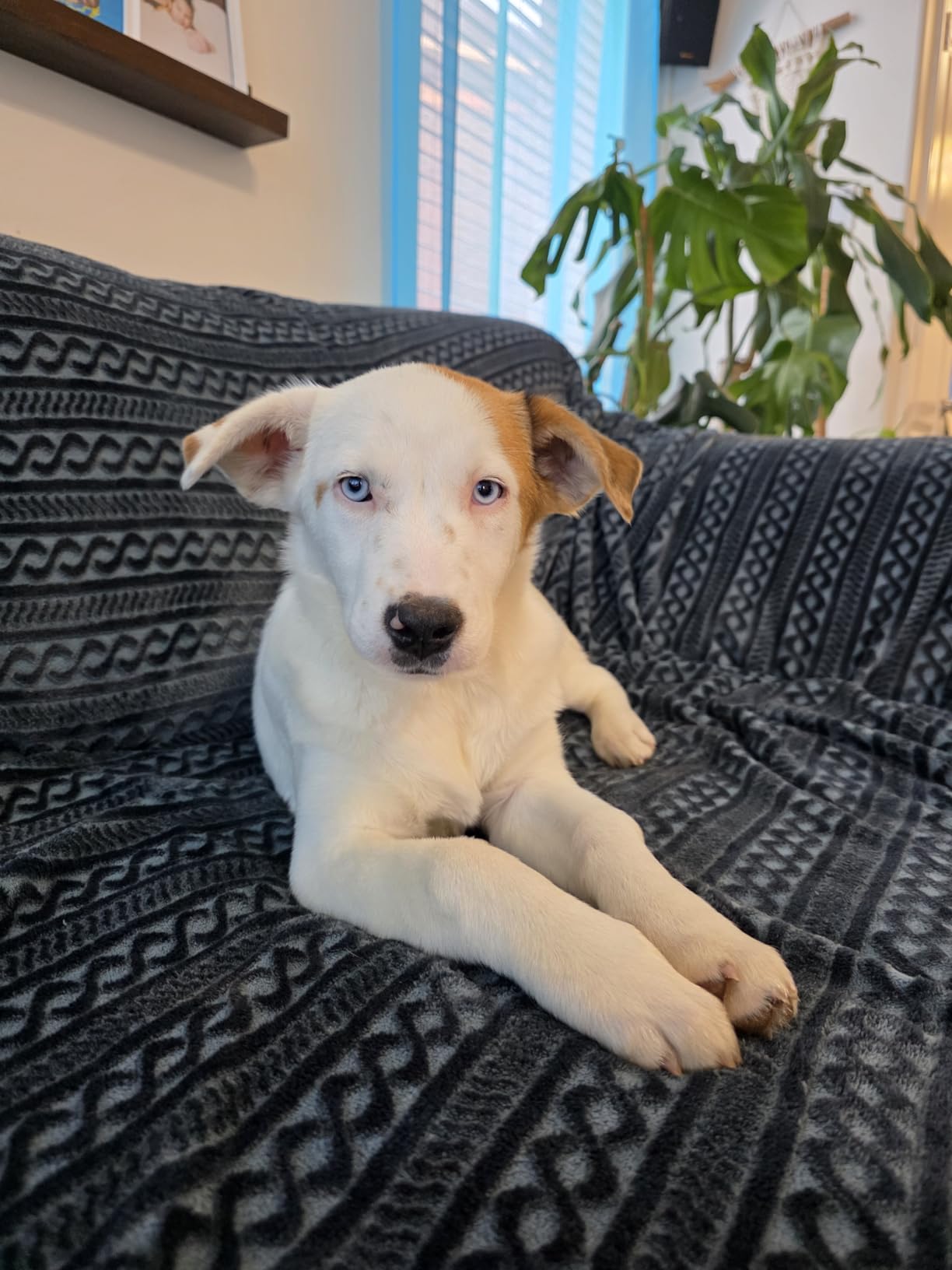 PetArmor Plus Flea and Tick Prevention for Dogs, Small Dog Flea and Tick Treatment, 3 Doses, Waterproof Topical (5-22 lbs) customer photo 1