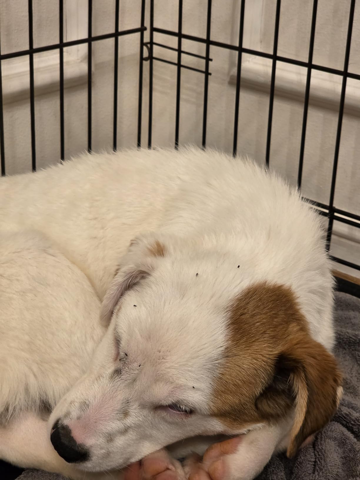 PetArmor Plus Flea and Tick Prevention for Dogs, Small Dog Flea and Tick Treatment, 3 Doses, Waterproof Topical (5-22 lbs) customer photo 2