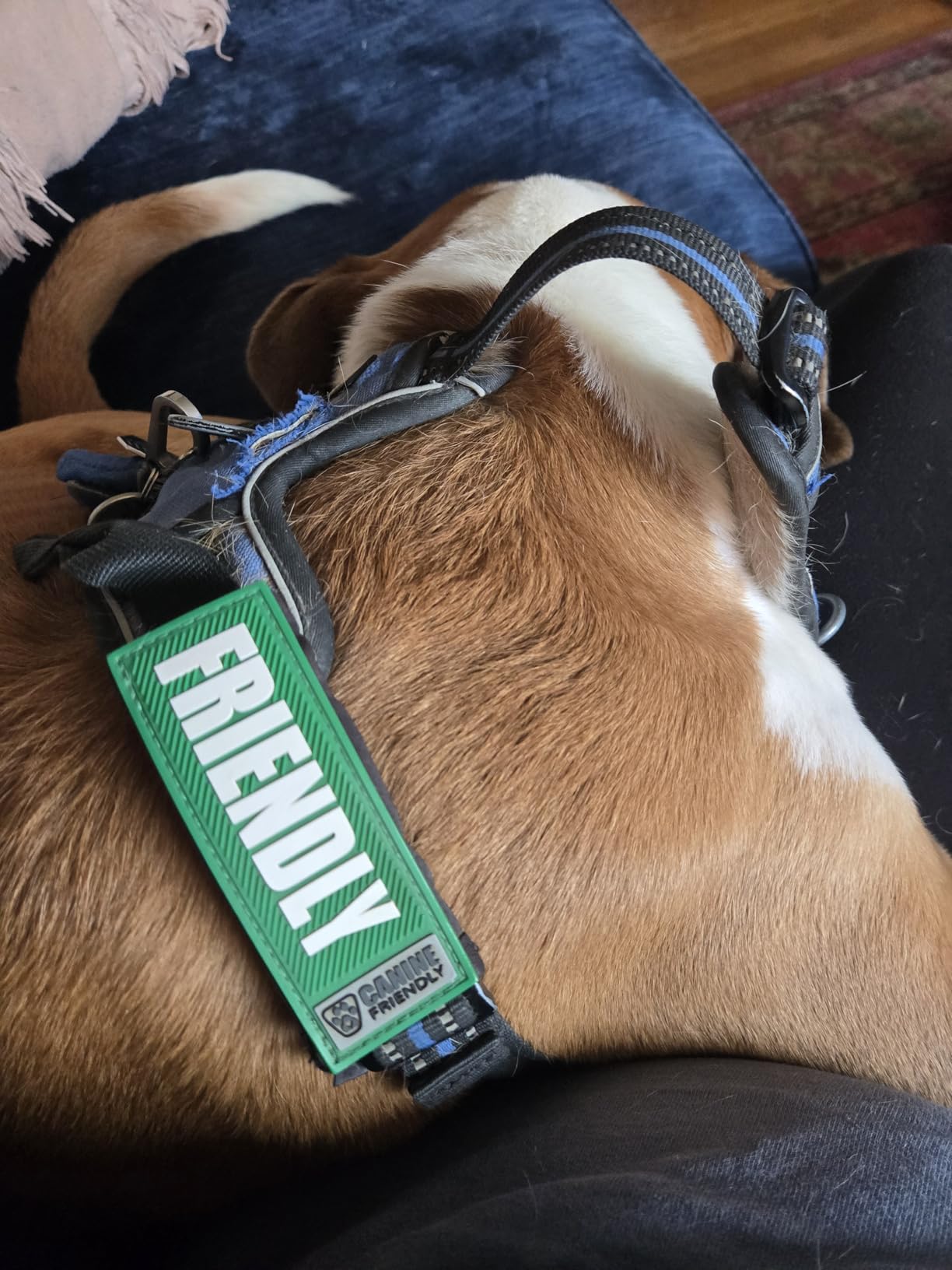 rabbitgoo Dog Harness No Pull with 2 Leash Clips, Adjustable Soft Padded, Reflective Oxford No Choke Pet Vest with Easy Control Handle for Large Dogs, Black, L customer photo 1