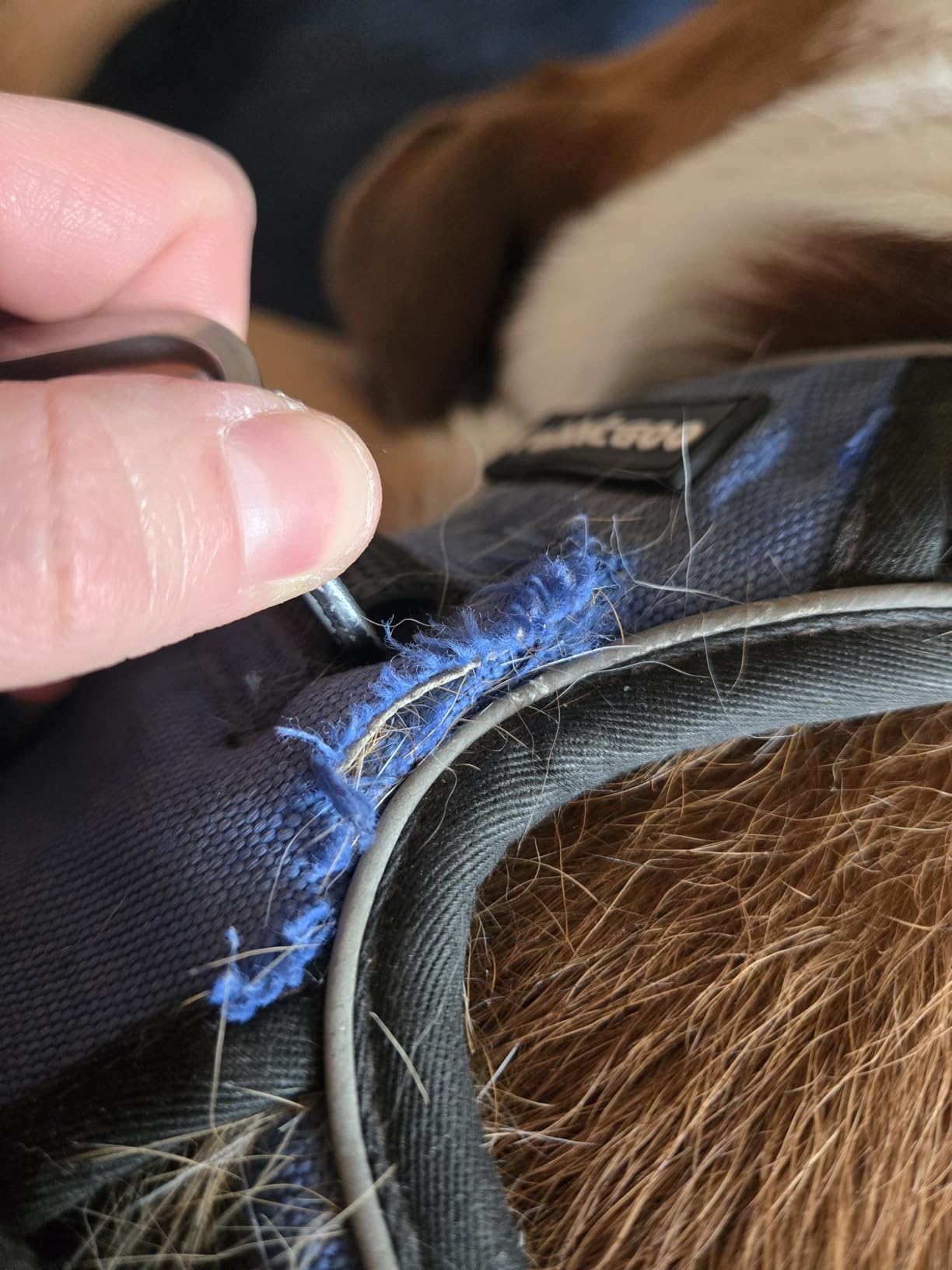 rabbitgoo Dog Harness No Pull with 2 Leash Clips, Adjustable Soft Padded, Reflective Oxford No Choke Pet Vest with Easy Control Handle for Large Dogs, Black, L customer photo 2