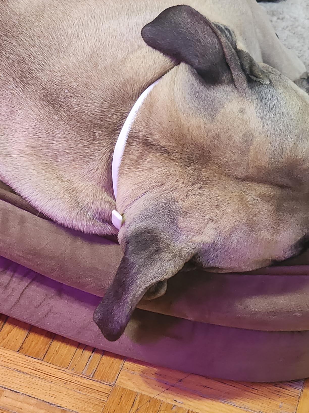 Hartz UltraGuard Pro Reflective Flea & Tick Collar for Dogs and Puppies, 7 Month Flea and Tick Prevention Per Collar customer photo 1