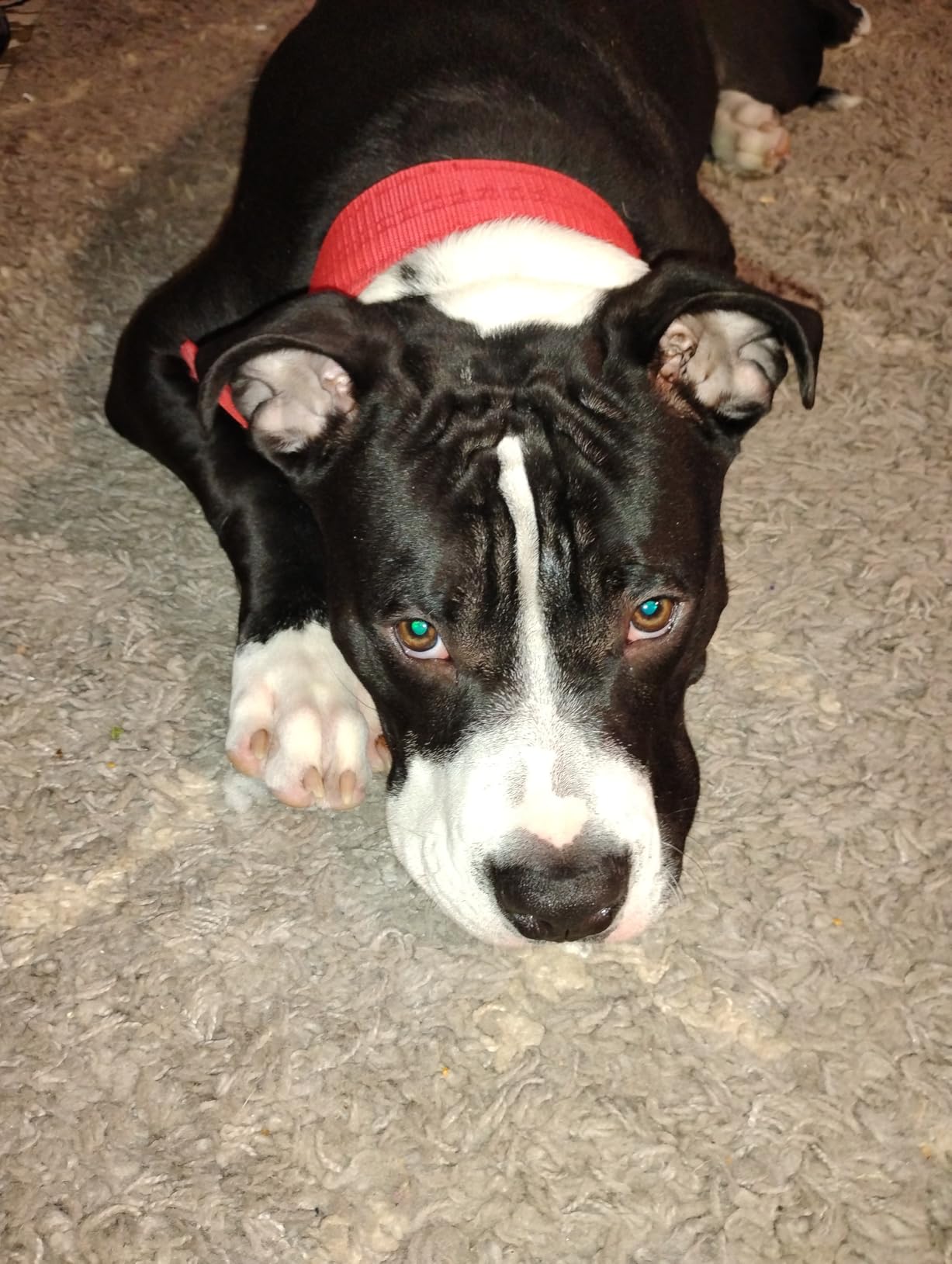 Purina ONE Plus Large Breed Adult Dog Food Dry Formula, Real Protein Rich Natural Chicken Flavor - 40 lb. Bag customer photo 1