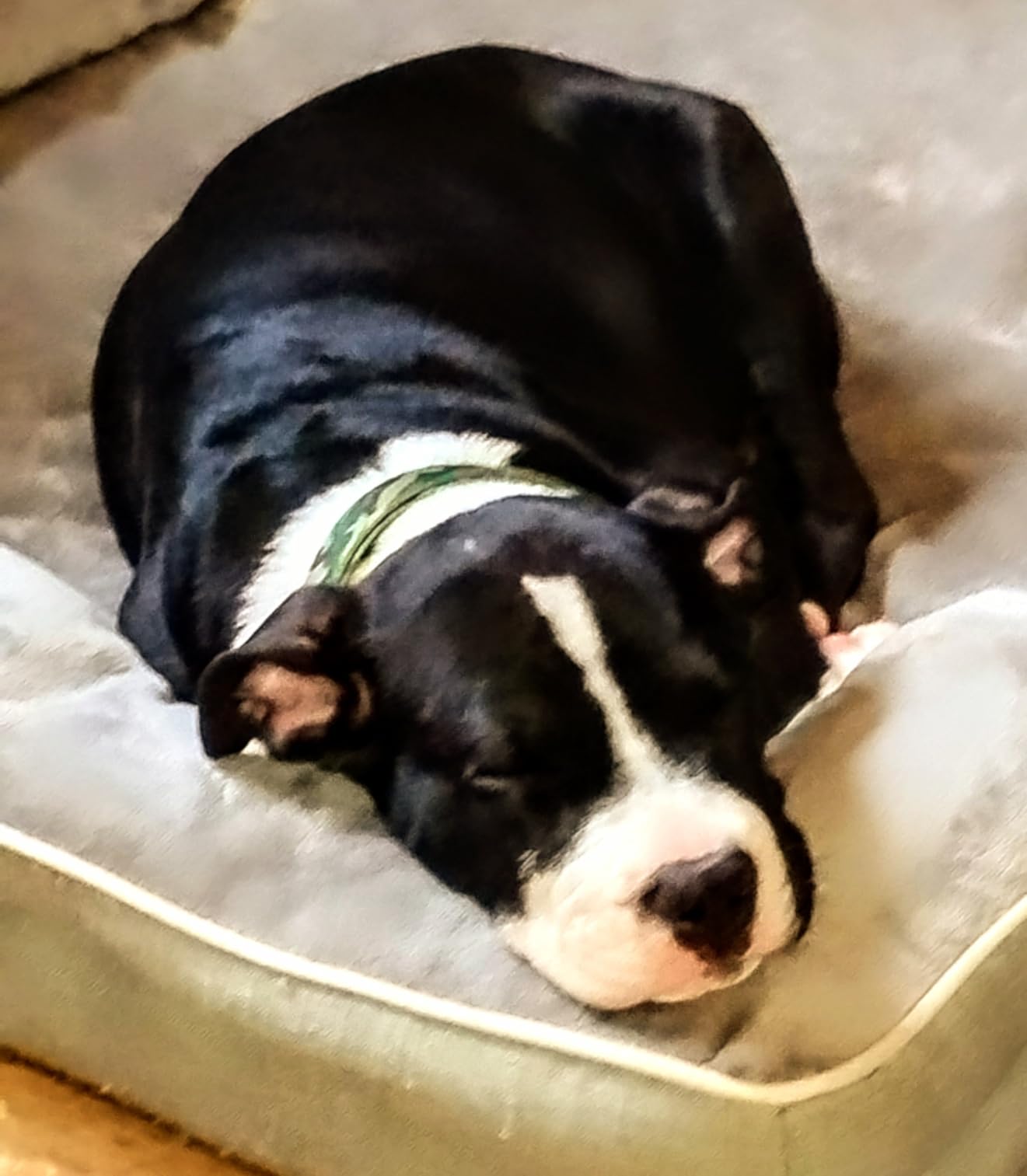 Purina ONE Plus Large Breed Adult Dog Food Dry Formula, Real Protein Rich Natural Chicken Flavor - 40 lb. Bag customer photo 2