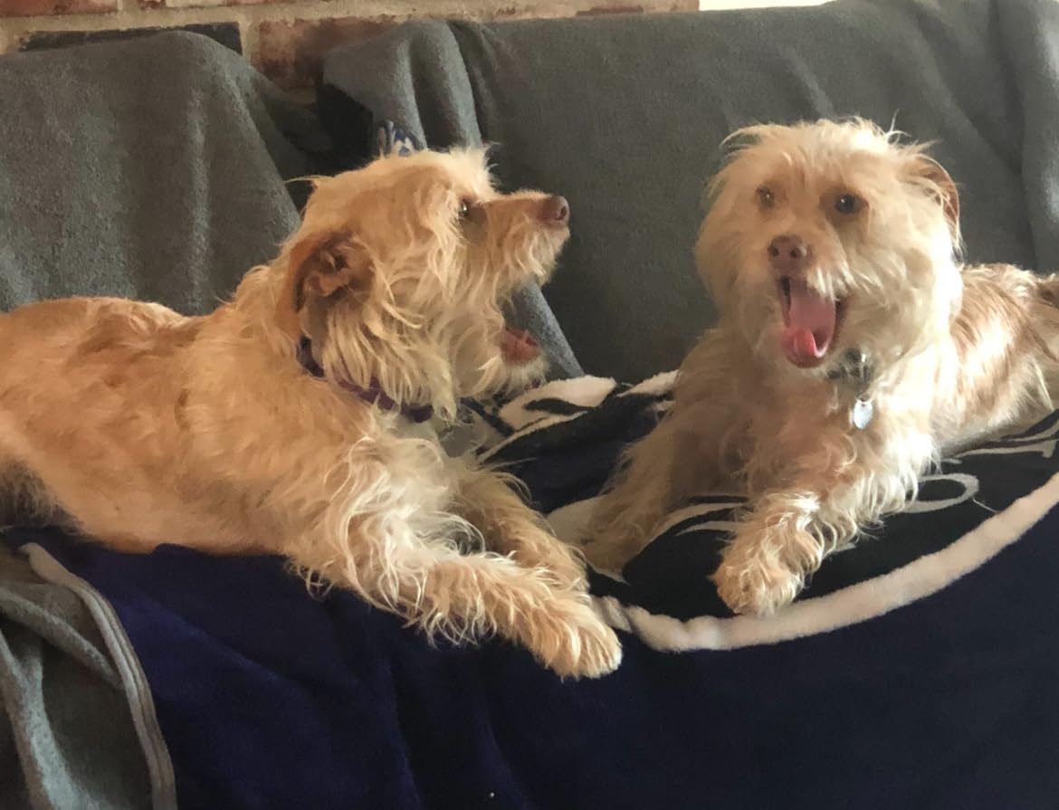 PetArmor CAPACTION (nitenpyram) Oral Flea Treatment for Dogs, Fast Acting Tablets Start Killing Fleas in 30 Minutes, Dogs Over 25 lbs, 6 Doses customer photo 1