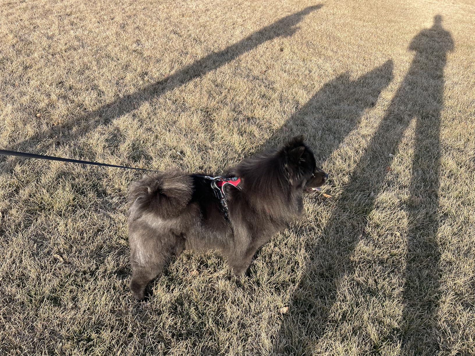 PHOEPET No Pull Dog Harness Medium Reflective Front Clip Vest with Handle,Adjustable 2 Metal Rings 3 Buckles,[Easy to Put on & Take Off](M, Orange) customer photo 1