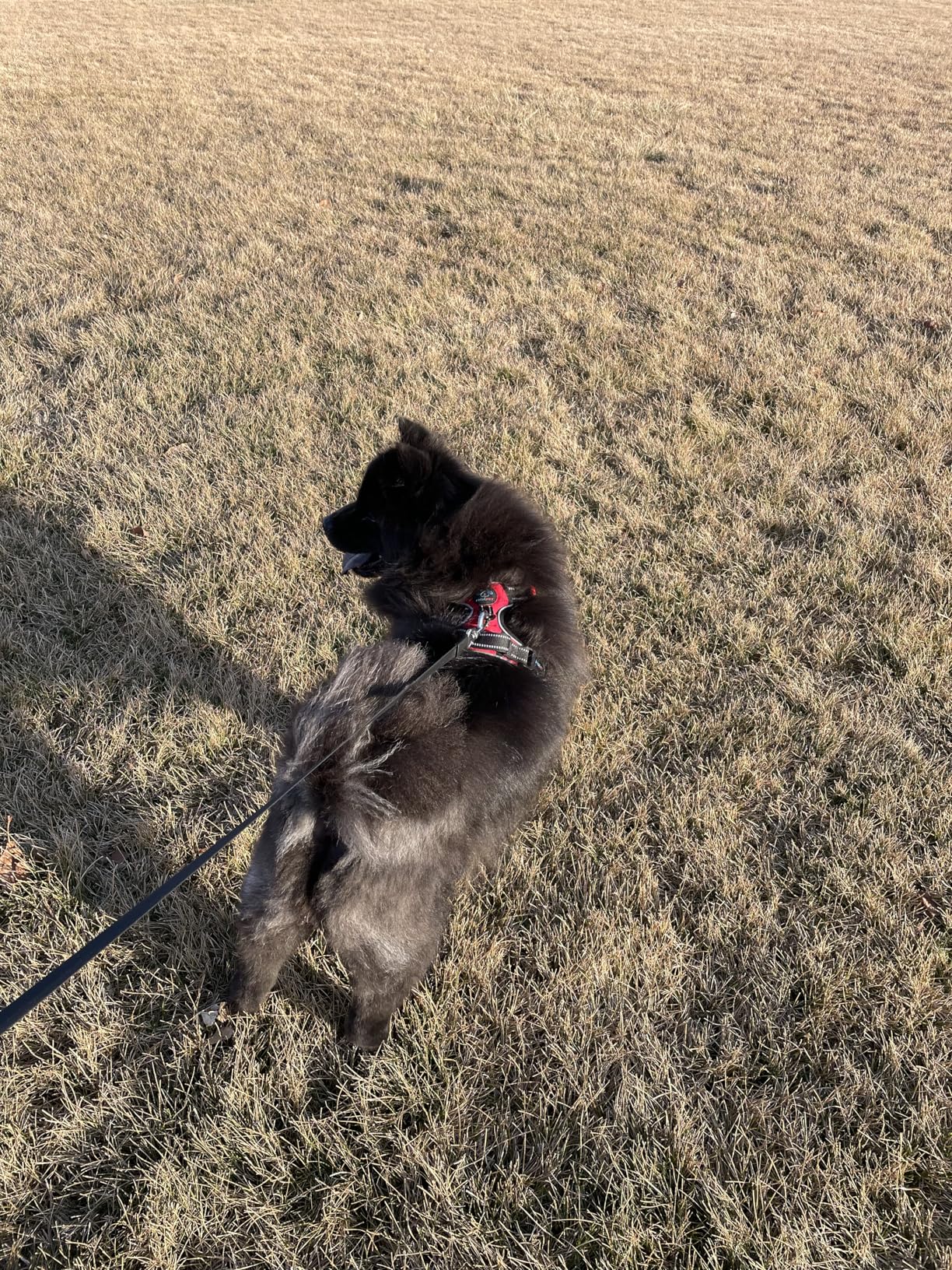 PHOEPET No Pull Dog Harness Medium Reflective Front Clip Vest with Handle,Adjustable 2 Metal Rings 3 Buckles,[Easy to Put on & Take Off](M, Orange) customer photo 2