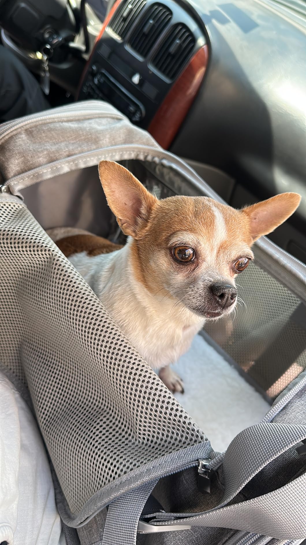 Henkelion Cat Carriers Dog Carrier Pet Carrier For Small / Medium Cats Dogs Puppies (Up To 15lbs), TSA Airline Approved Small Dog Carrier Soft Sided customer photo 1