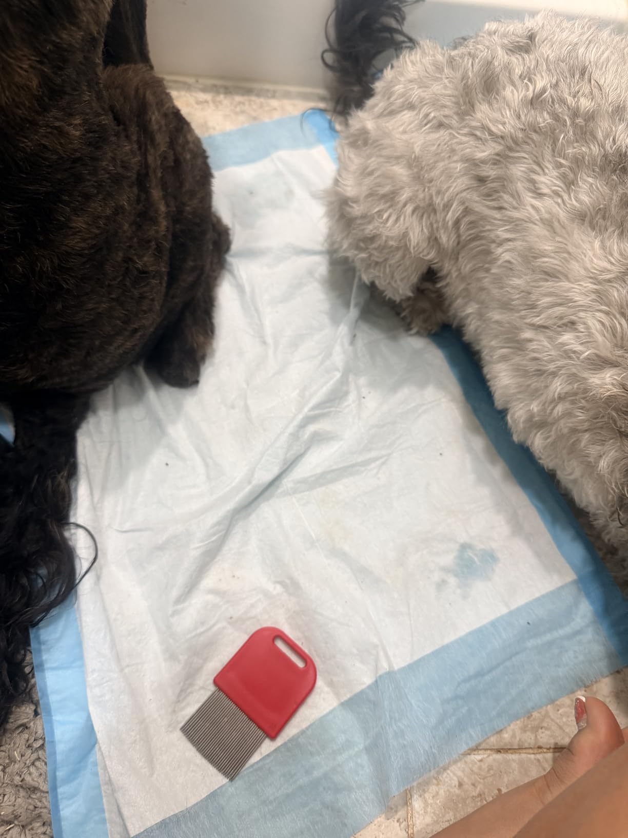 Capstar (Nitenpyram) Fast-Acting Oral Flea Treatment for Dogs 2-25 Lbs, Vet-Recommended Medication Tablets, Start Killing in 30 Minutes, 6 Doses customer photo 1