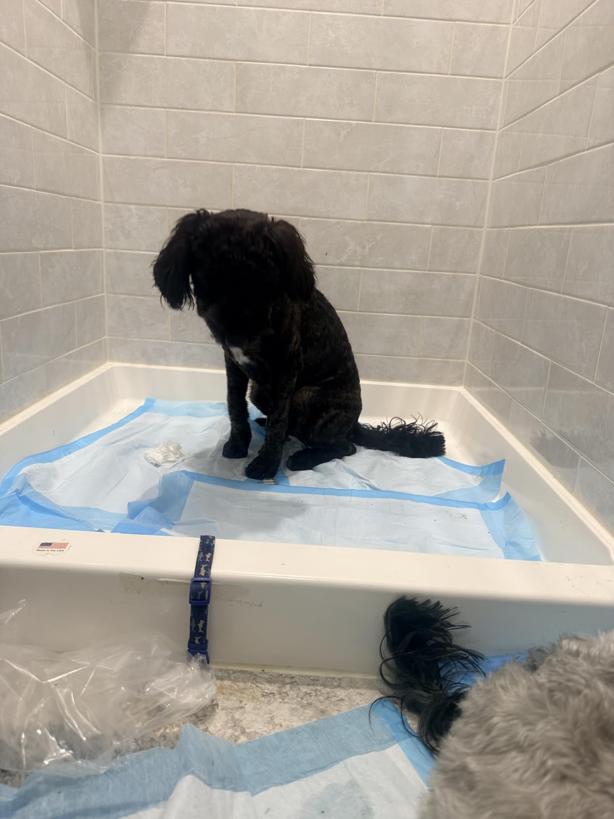 Capstar (Nitenpyram) Fast-Acting Oral Flea Treatment for Dogs 2-25 Lbs, Vet-Recommended Medication Tablets, Start Killing in 30 Minutes, 6 Doses customer photo 2