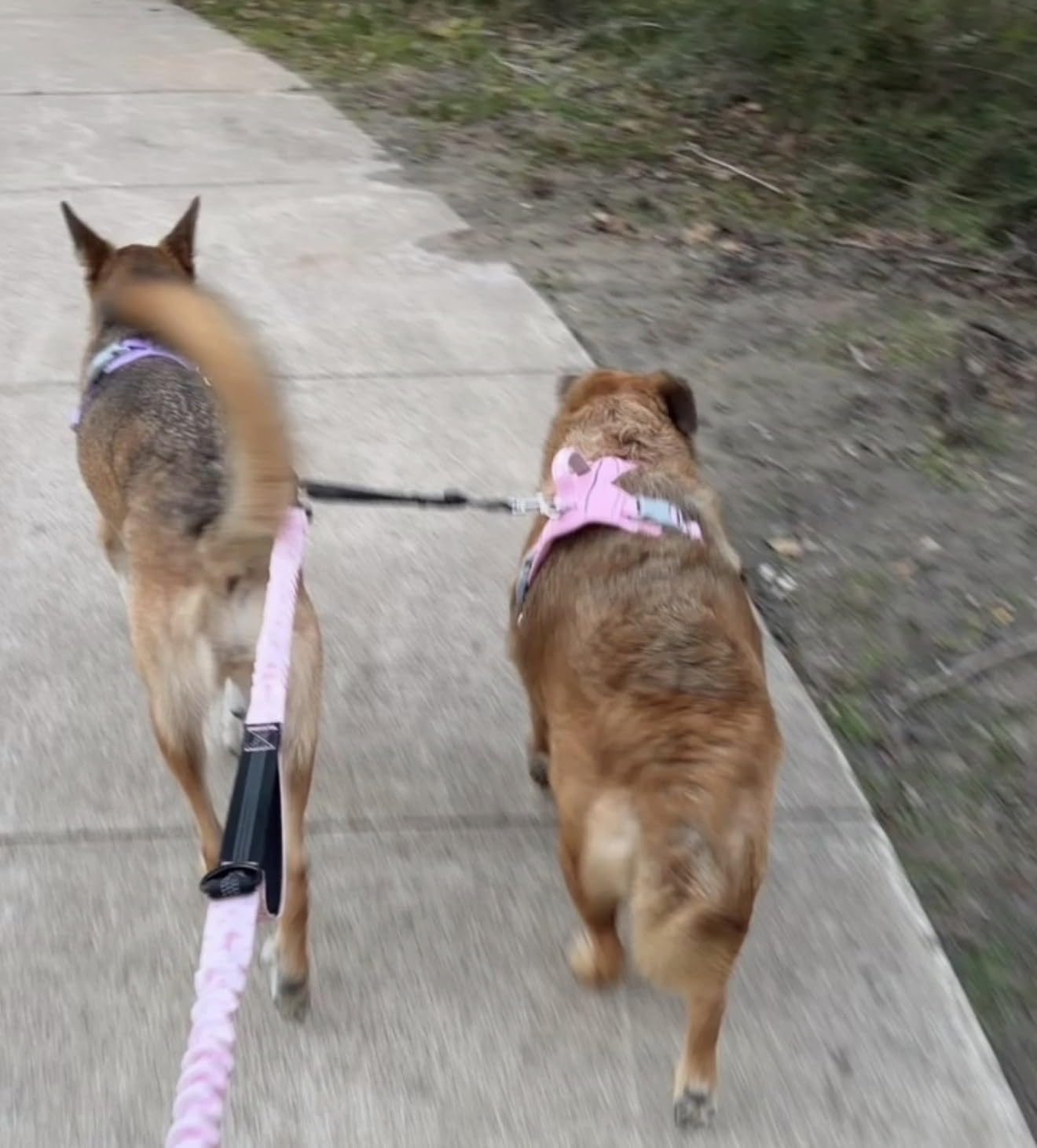 BARKBAY No Pull Dog Harness Large Reflective Dog Harness with Front Clip and Easy Control Handle for Walking Training Running with ID tag Pocket(Pink,L) customer photo 1